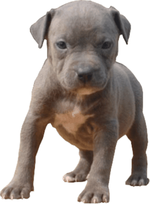 棕色比特犬幼犬立體圖 壁紙 — 一隻灰色小狗，垂耳，淺棕色胸部，在透明背景上警覺地站立。