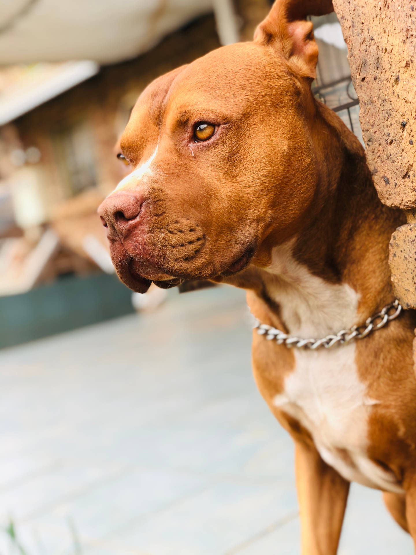 一隻戴著鏈條項圈的棕色比特犬靠著石牆。