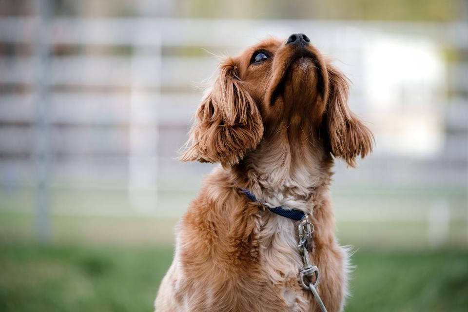 棕色毛茸茸可愛幼犬 壁紙 — 一隻垂耳的金毛曲卡犬帶著充滿希望的眼神向上凝望，背景是模糊的籬笆和草地。