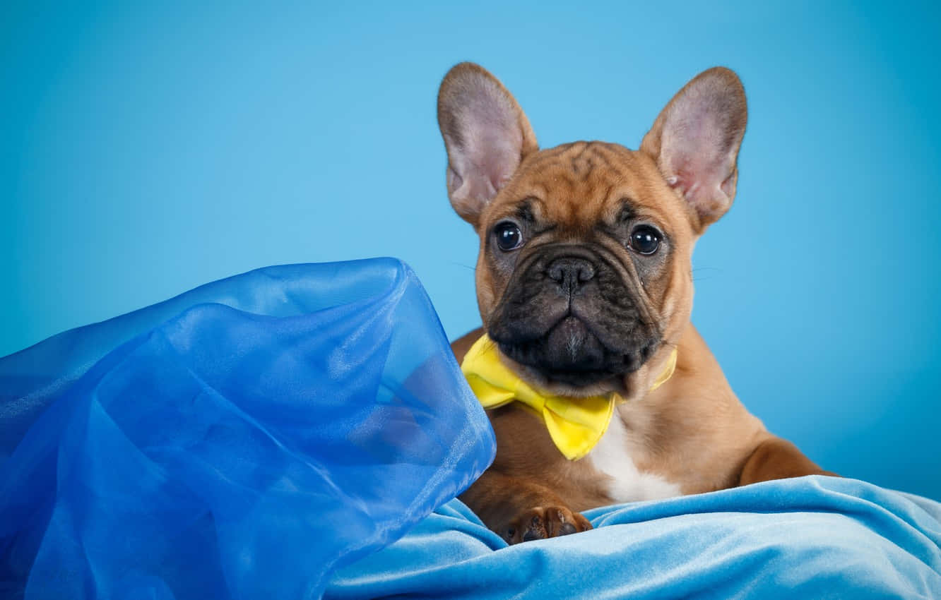 一隻戴著黃色蝴蝶結的法國鬥牛犬幼犬，躺在藍色布料上。