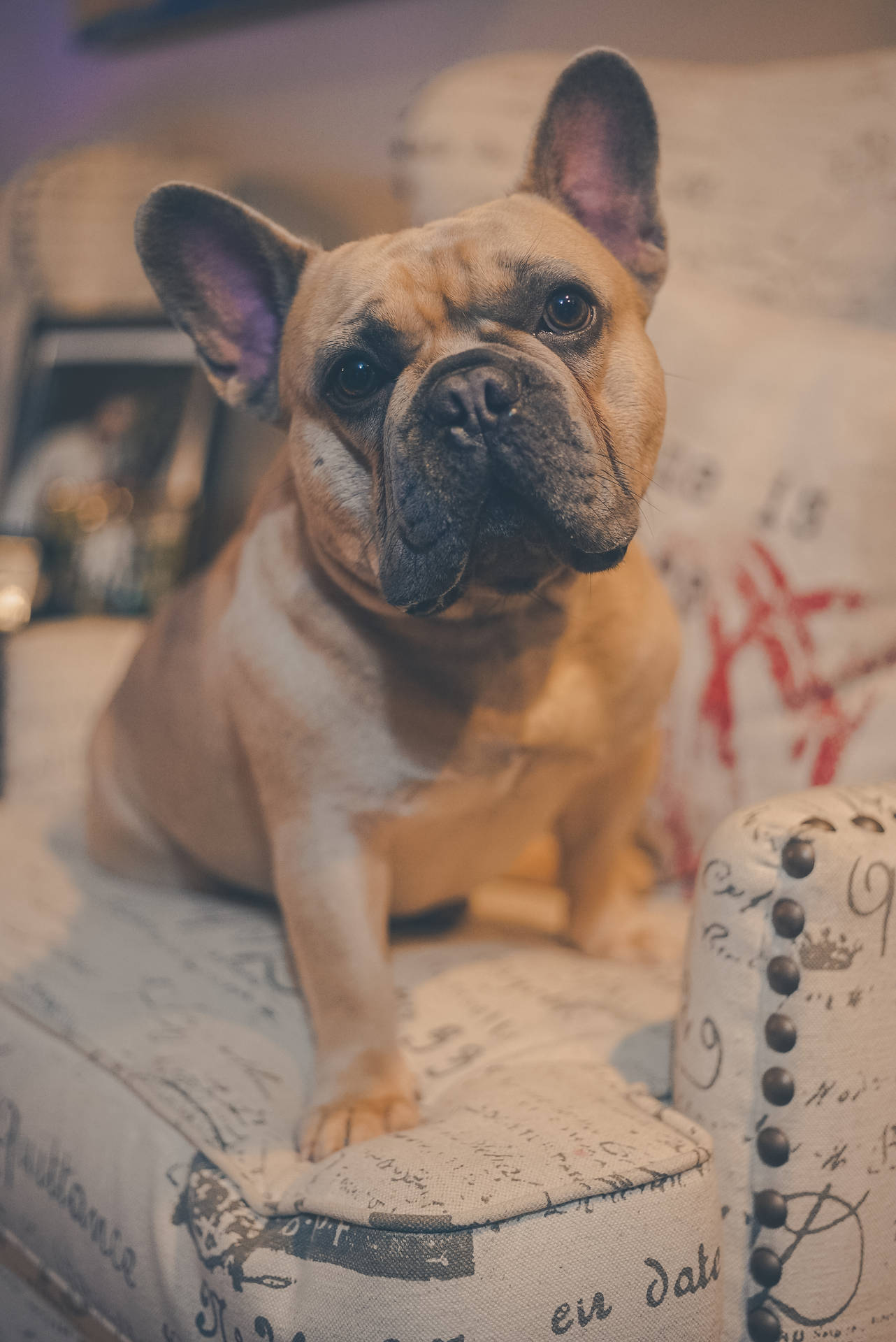 一隻淺黃褐色法國鬥牛犬坐在舒適室內環境中的有圖案扶手椅上。