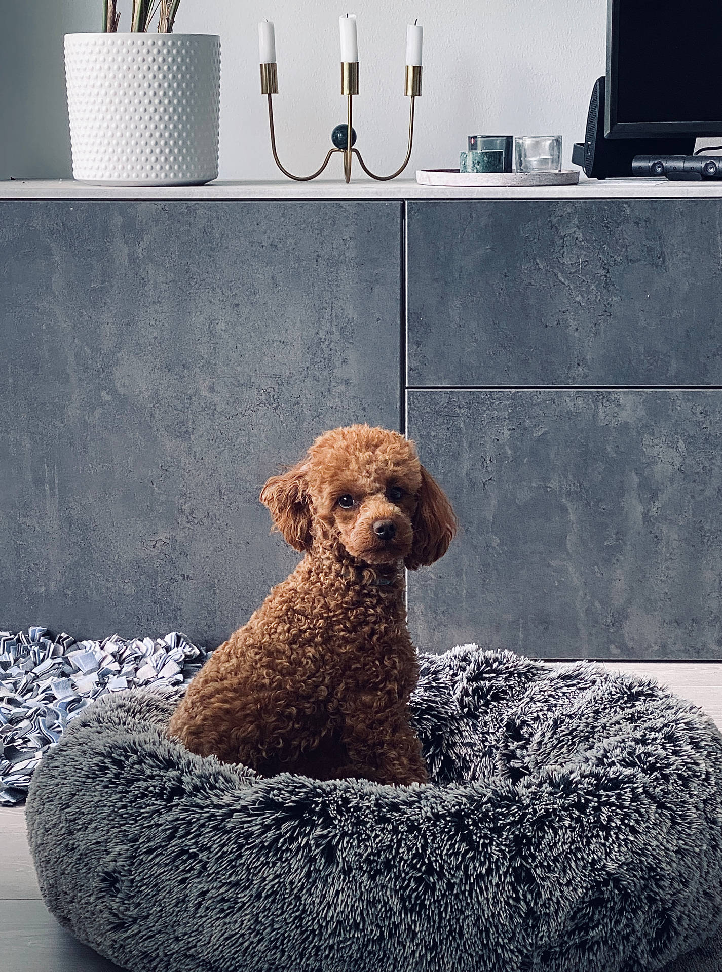 一隻棕色貴賓犬坐在灰色毛絨狗床上，在一個現代灰色房間裡。