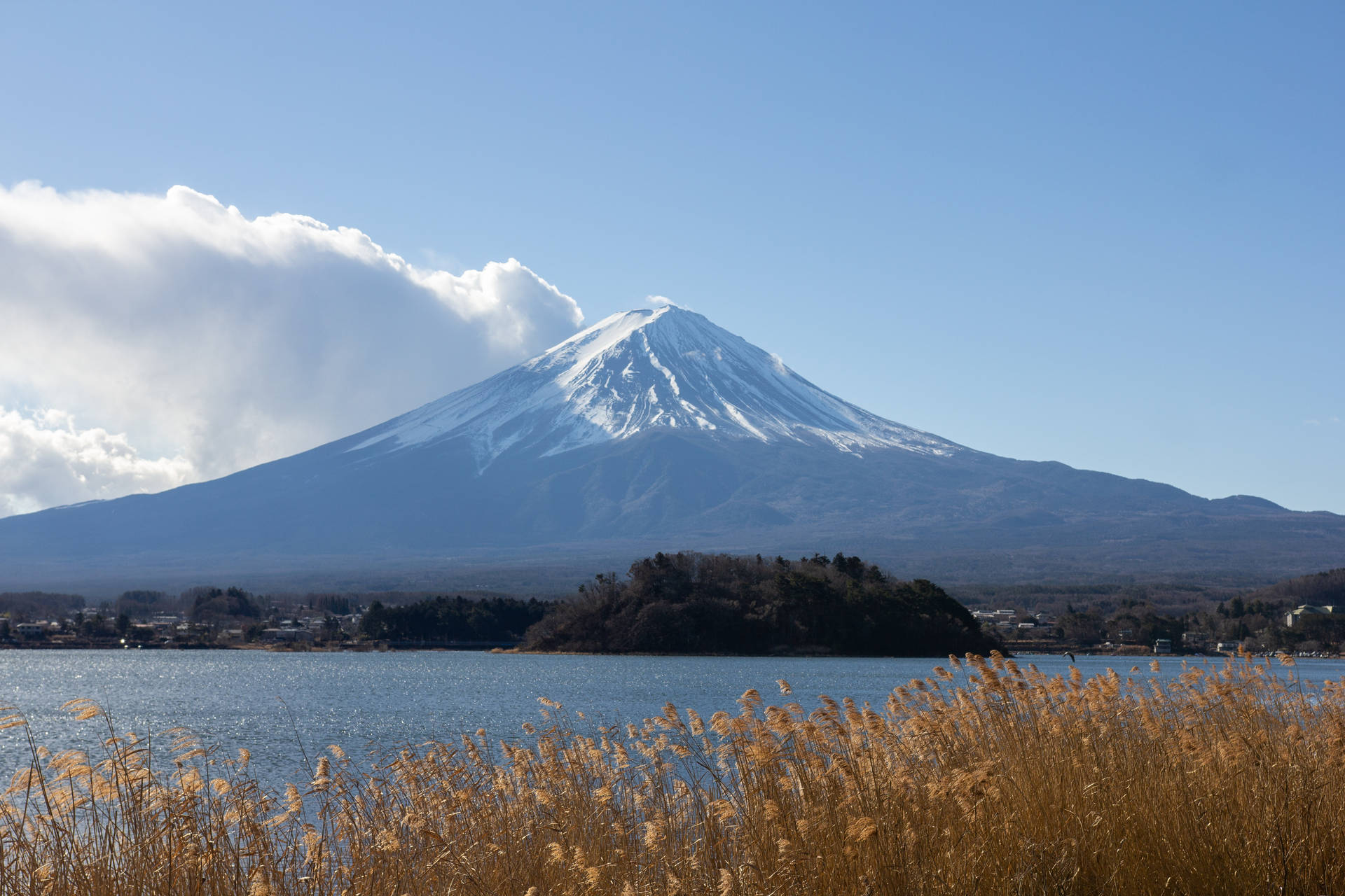 白雪覆蓋的富士山，越過前景有金色蘆葦的湖泊觀看。