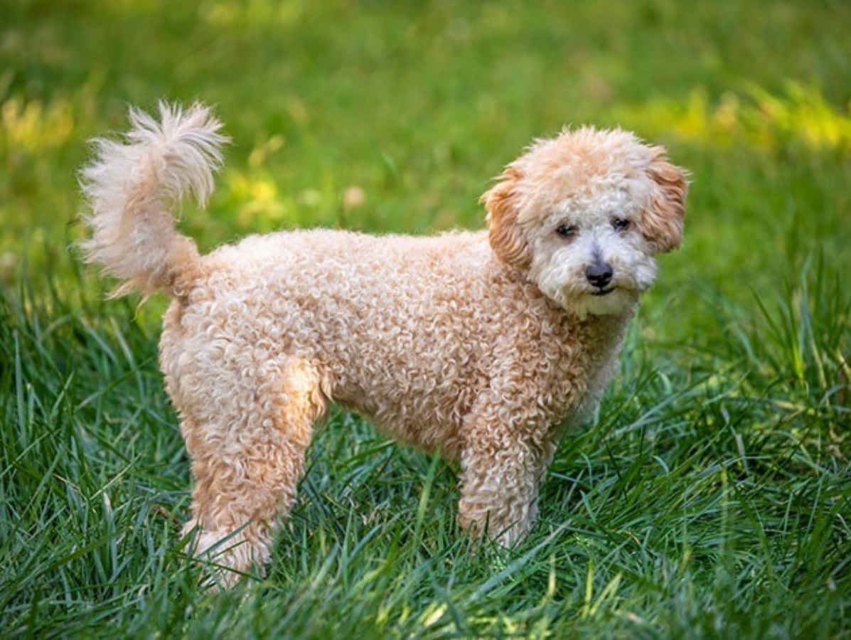 棕色白色布偶犬品種圖片 壁紙 — 一隻毛茸茸嘅杏色貴婦狗喺明亮日光下警覺咁企喺鮮綠色草地上。