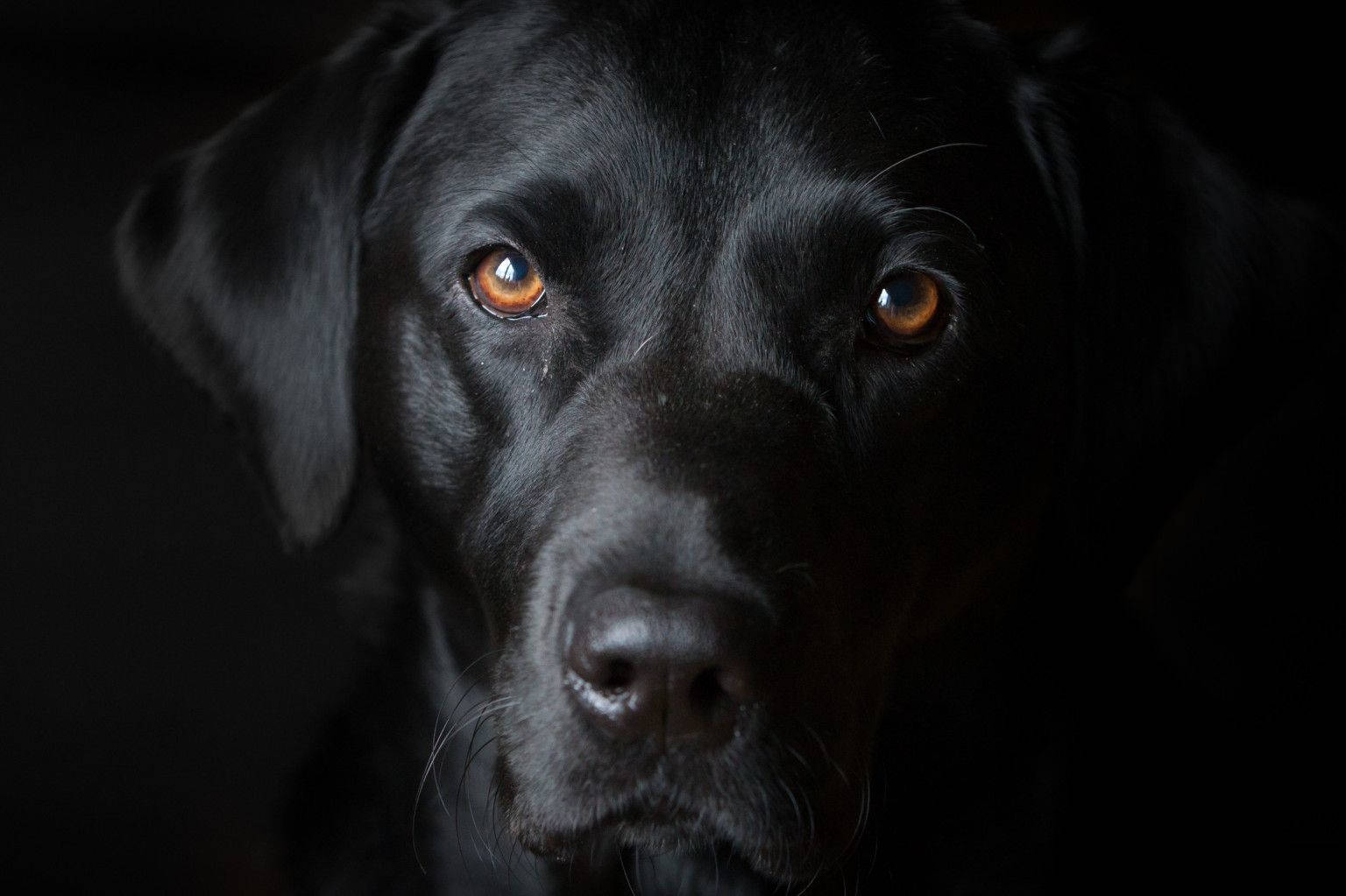 黑色拉布拉多犬在黑暗中琥珀色眼睛發光的特寫。