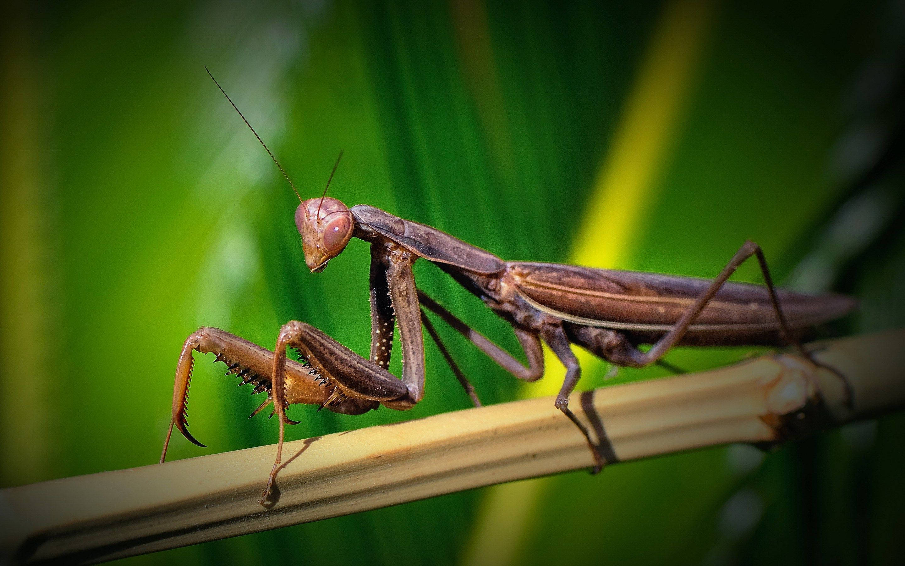 棕色眼禱 mantis 壁紙 — 一隻褐色螳螂棲息在竹莖上，背景是充滿活力的綠色樹葉，細節特寫。