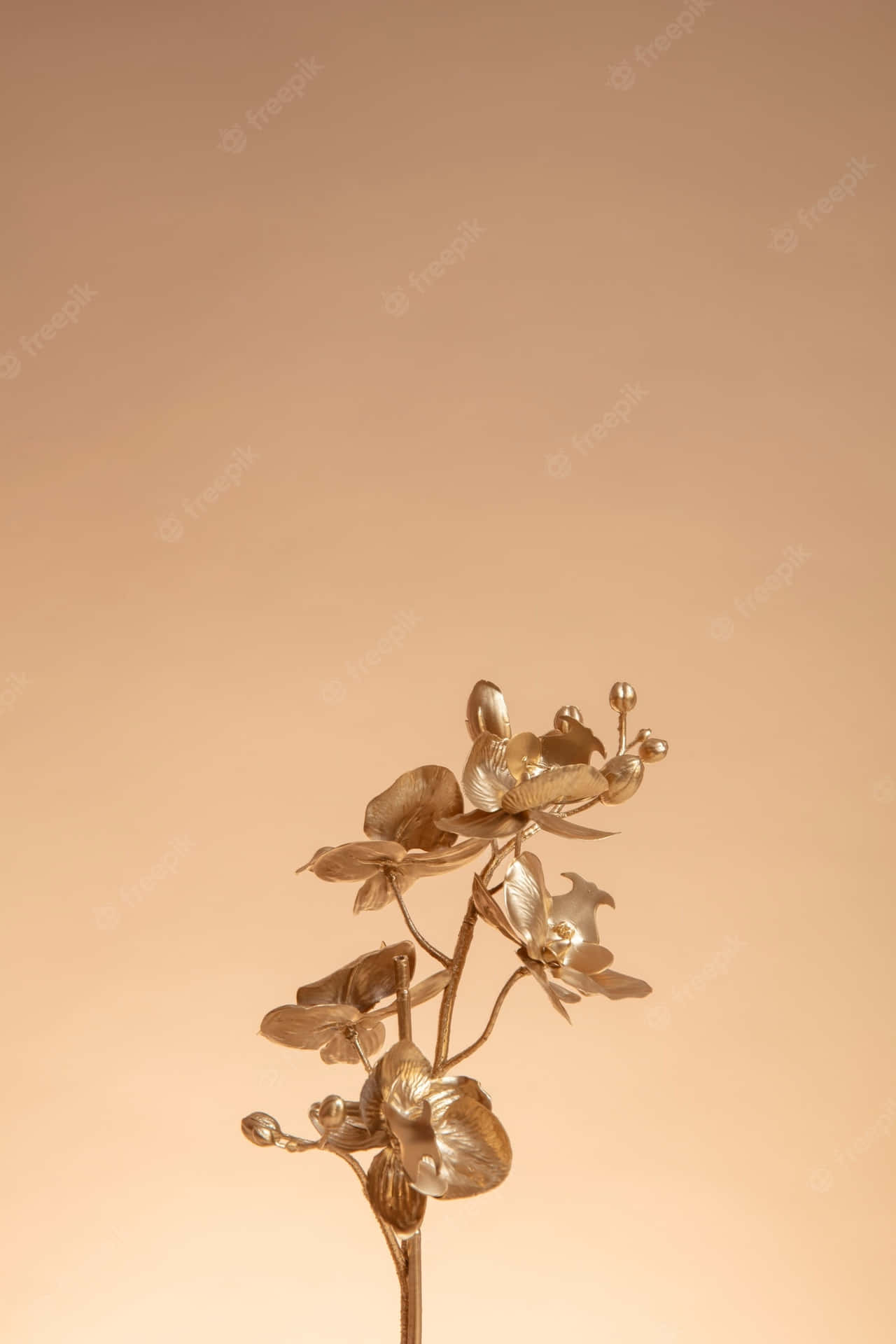 金色蘭花莖與花朵和花蕾在桃色背景上