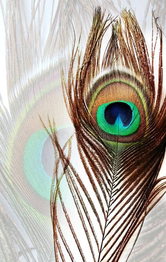 孔雀羽毛的特寫，帶有充滿活力的綠色、藍色和金色眼狀圖案。