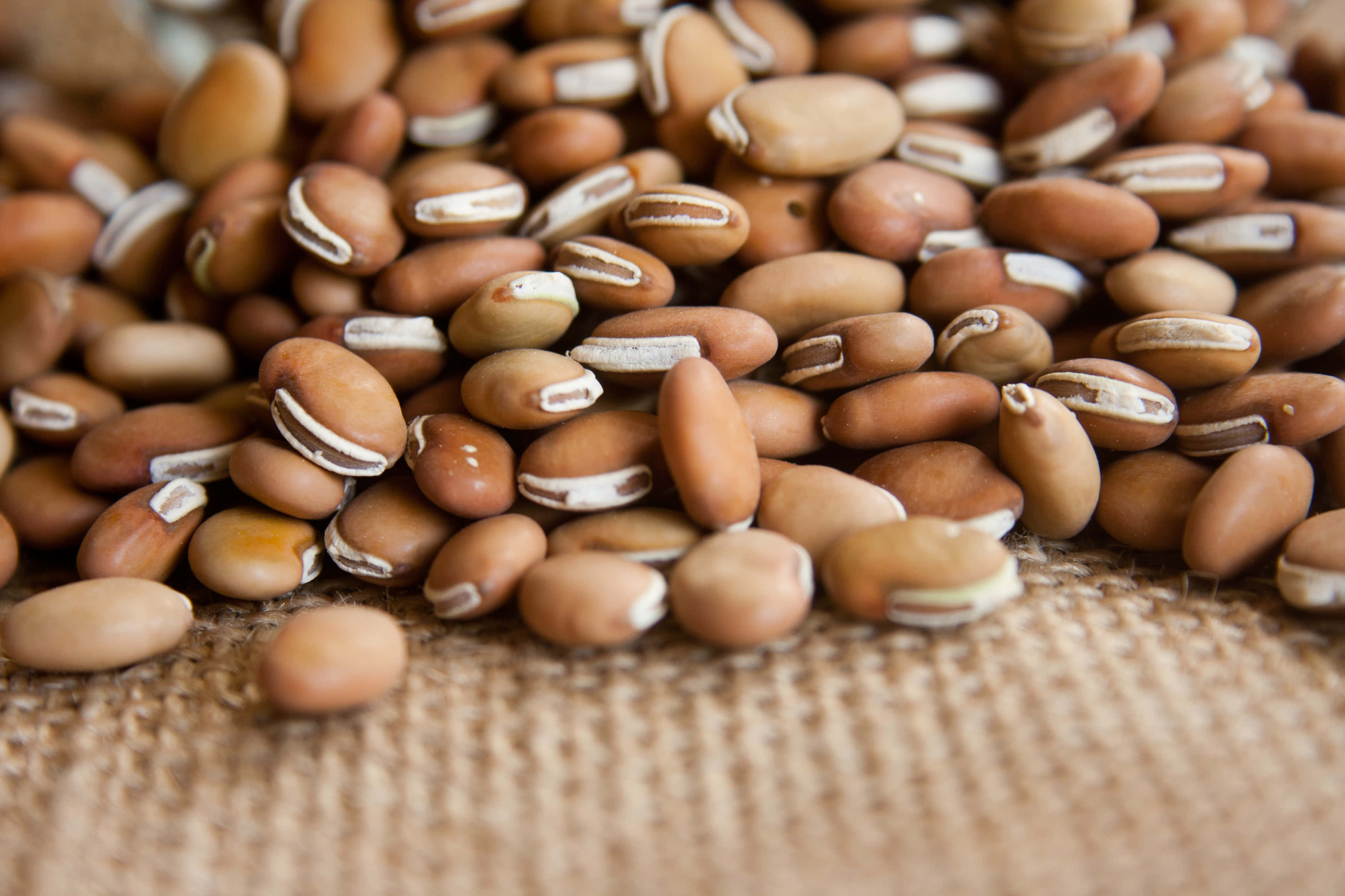 beans 桌布 壁紙 — 棕色豆帶白色條紋散落在有紋理的麻布表面上的特寫。