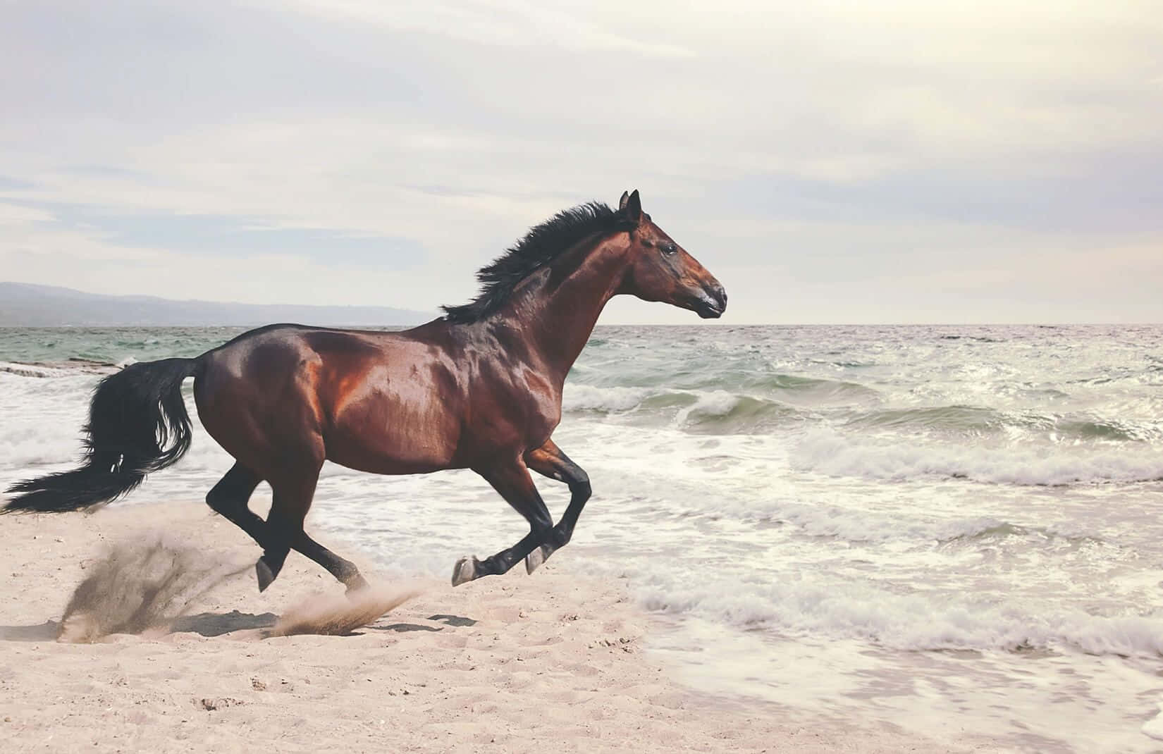 一匹棕色馬在海浪拍打的沙灘上奔跑