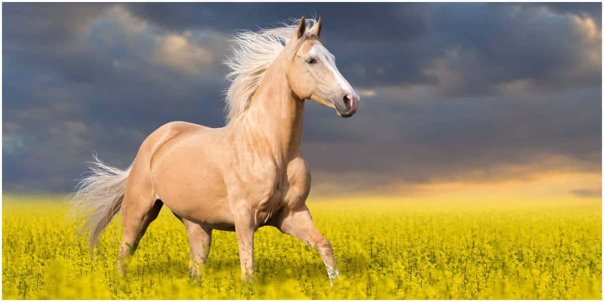 棕馬在田野中奔跑的畫面 壁紙 — 一匹雄偉的帕洛米諾馬在戲劇性的多雲天空下奔馳過充滿活力的黃色田野。