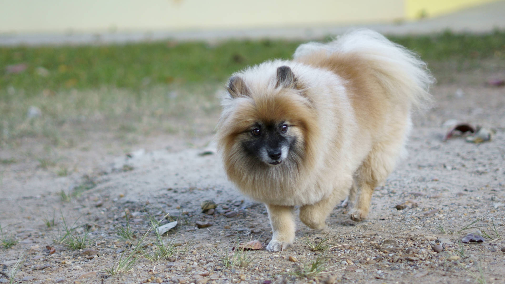 毛茸茸的奶油色和黑色博美犬走在碎石路上。