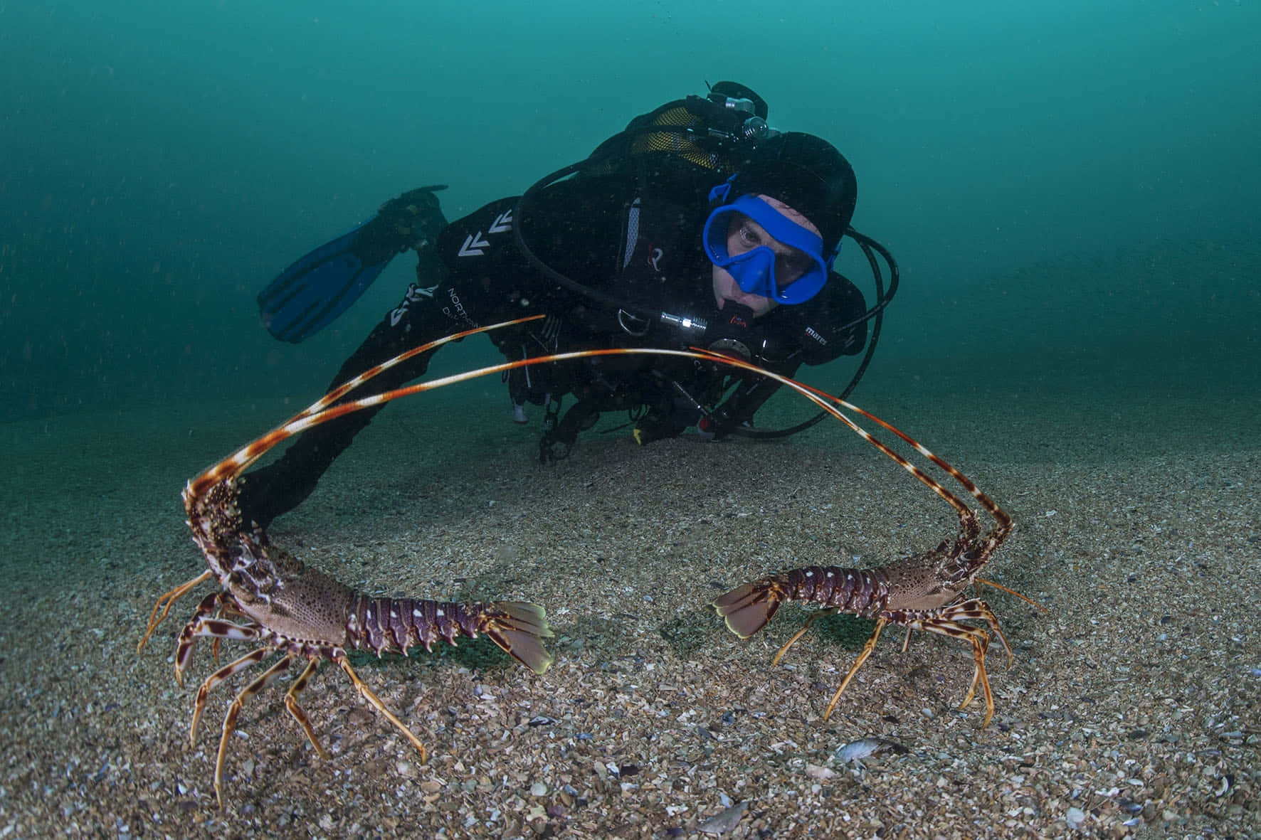 棘 lobster 與潛水員水下 壁紙 — 一名穿著黑色裝備的水肺潛水員在藍綠色海水下的沙質海床上，面對兩隻大型多刺龍蝦。