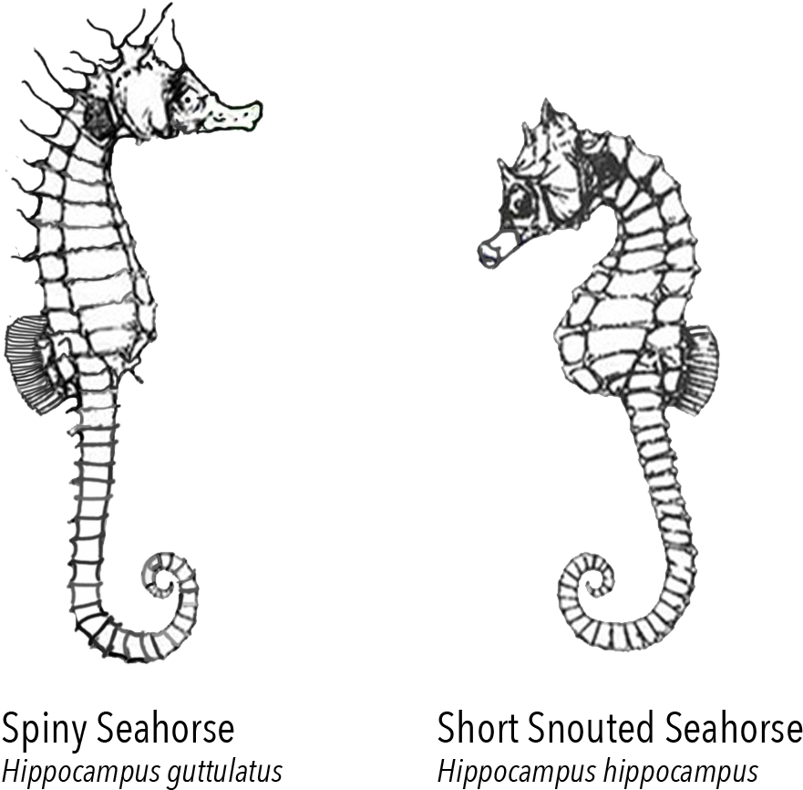 棘海馬與短吻海馬插圖 壁紙 — 兩隻細節精緻的海馬在純黑背景上面對面，構成引人注目的黑白插圖。
