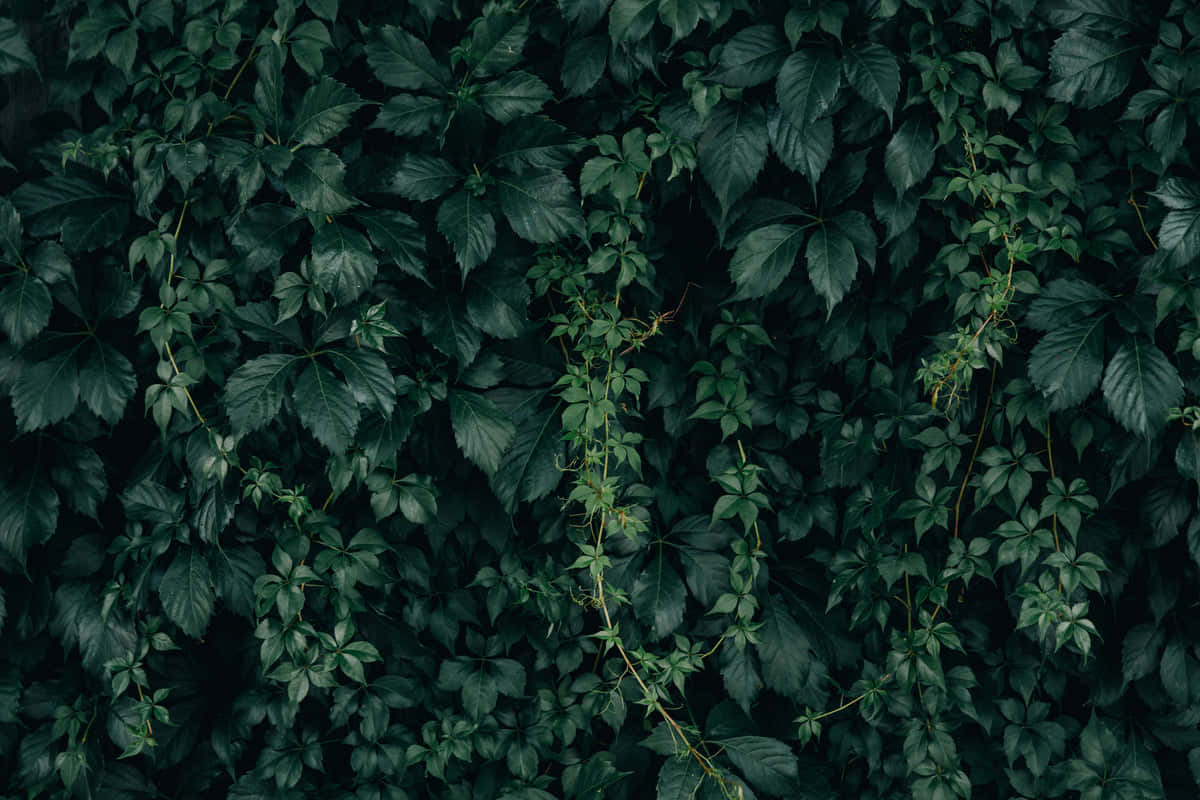 森林中一株繁茂的蕨類植物 壁紙 — 一面濃密嘅深綠色常春藤葉，有幼細嘅藤蔓纏繞喺葉叢之間。