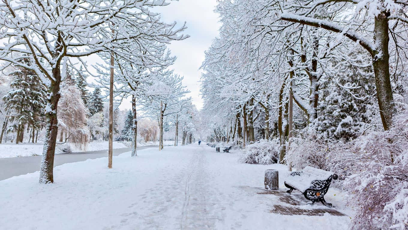 雪覆蓋的公園小徑，結霜的樹木和長椅，陰沉天空