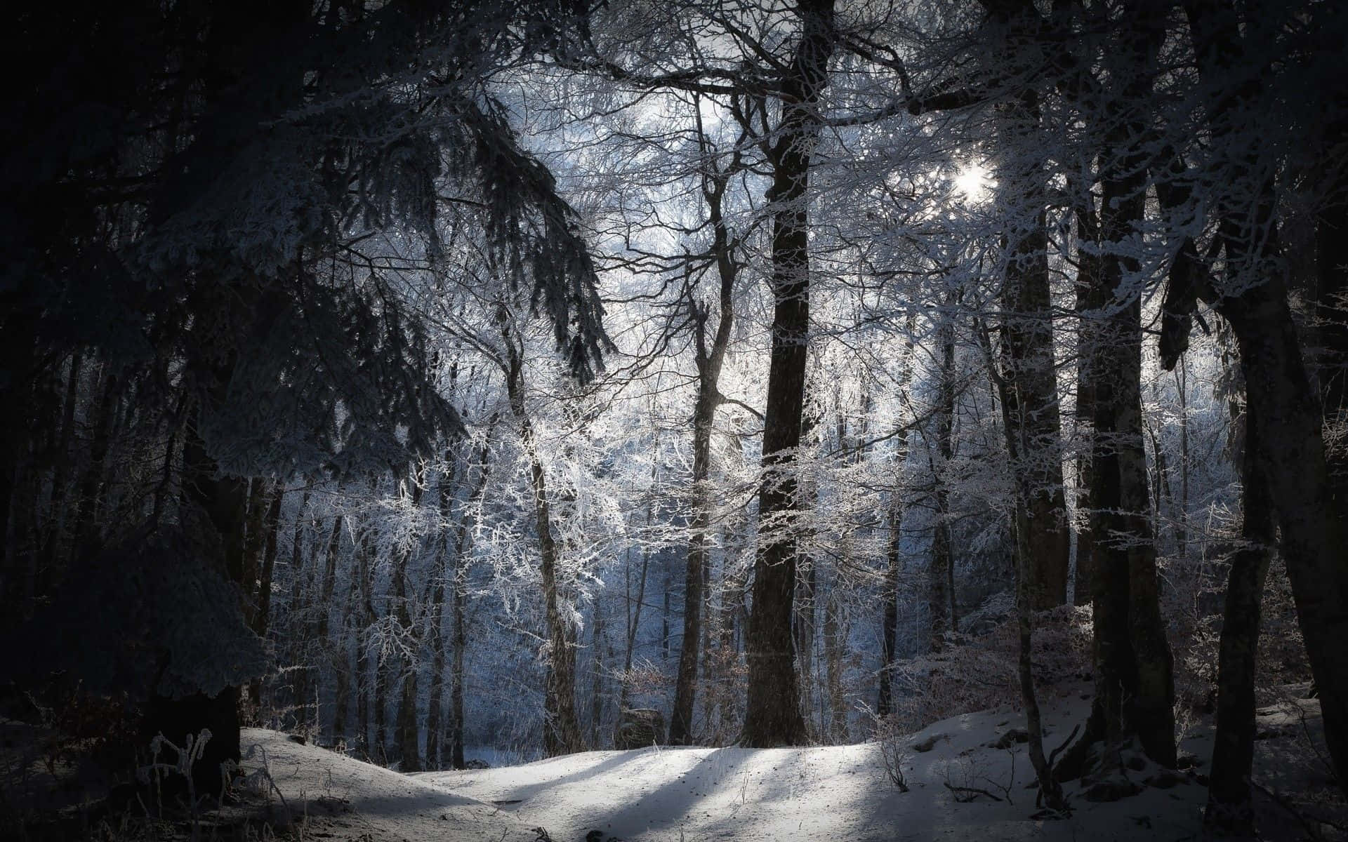 陽光穿過積雪的樹木，灑落在寂靜的冬日森林中。