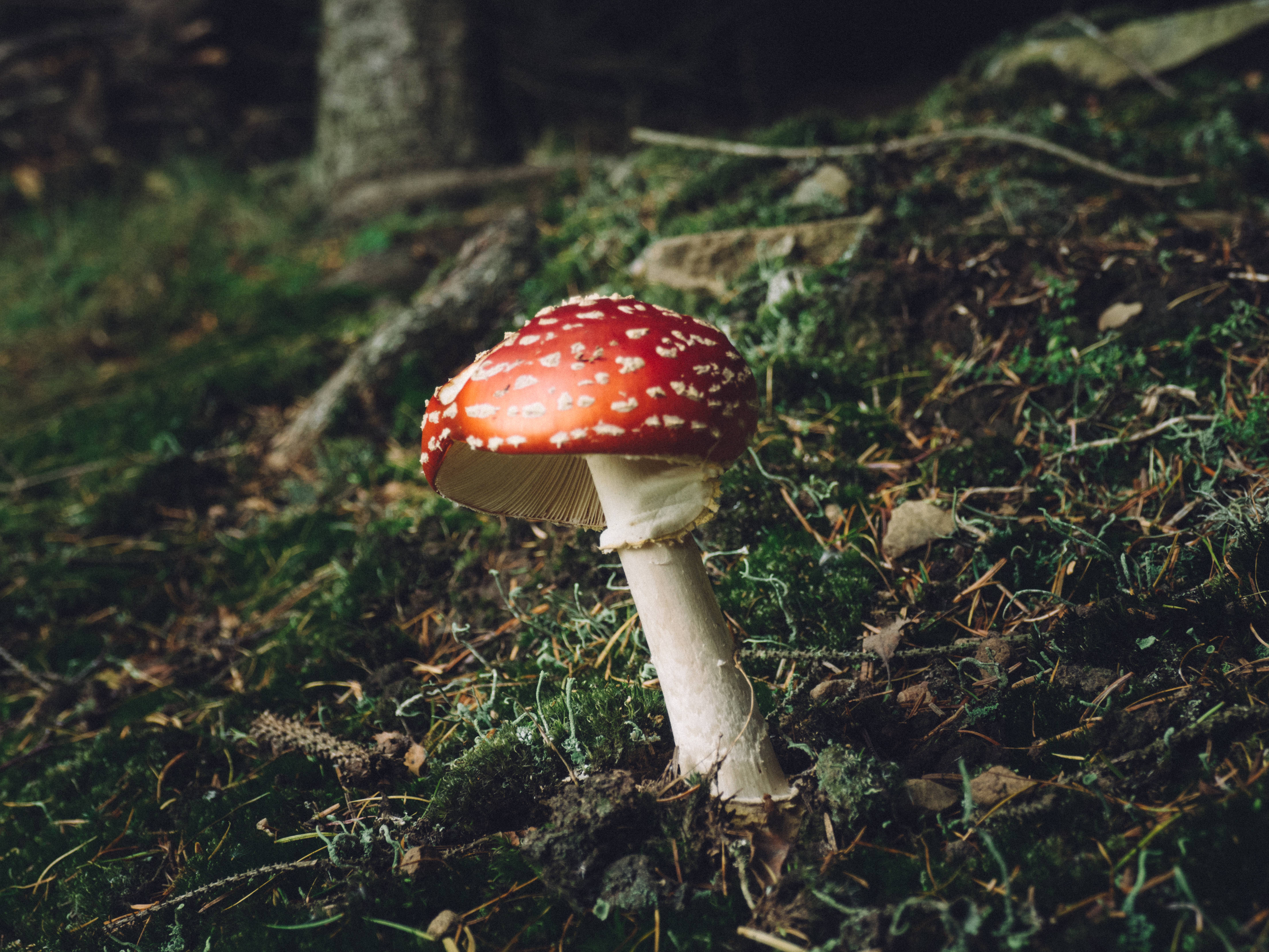 森林中帶高柄的可愛紅蘑菇 壁紙 — 一朵鮮紅色的毒蠅傘蘑菇，帶有白色斑點，在柔和的自然光下，在長滿苔蘚的森林地面上格外突出。