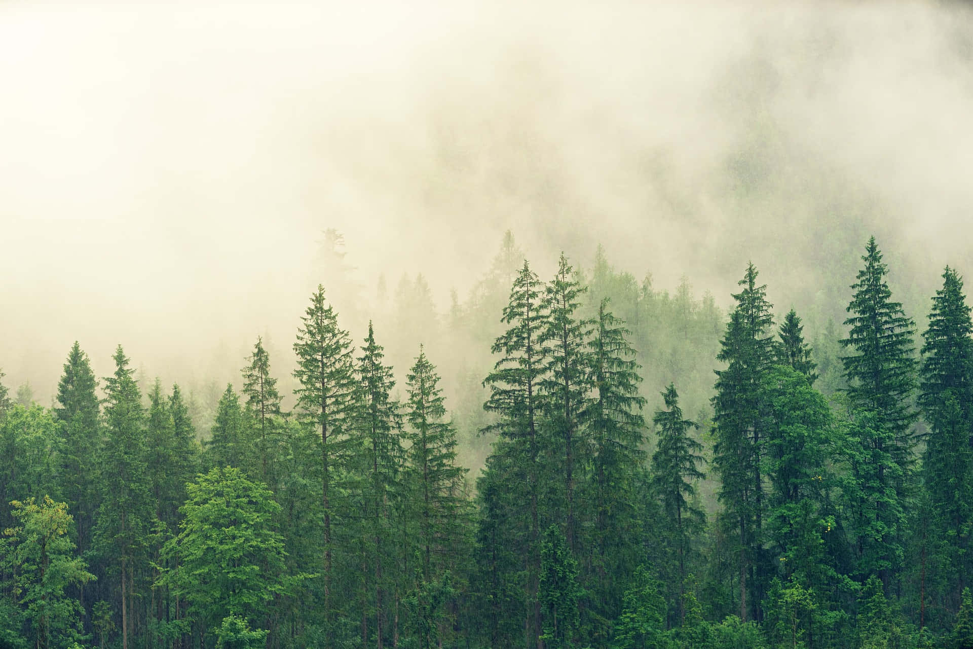 森林中挺拔的松樹美景 壁紙 — 霧氣籠罩的早晨包裹著一片高大的常綠樹密林，營造出寧靜而空靈的林間景象。