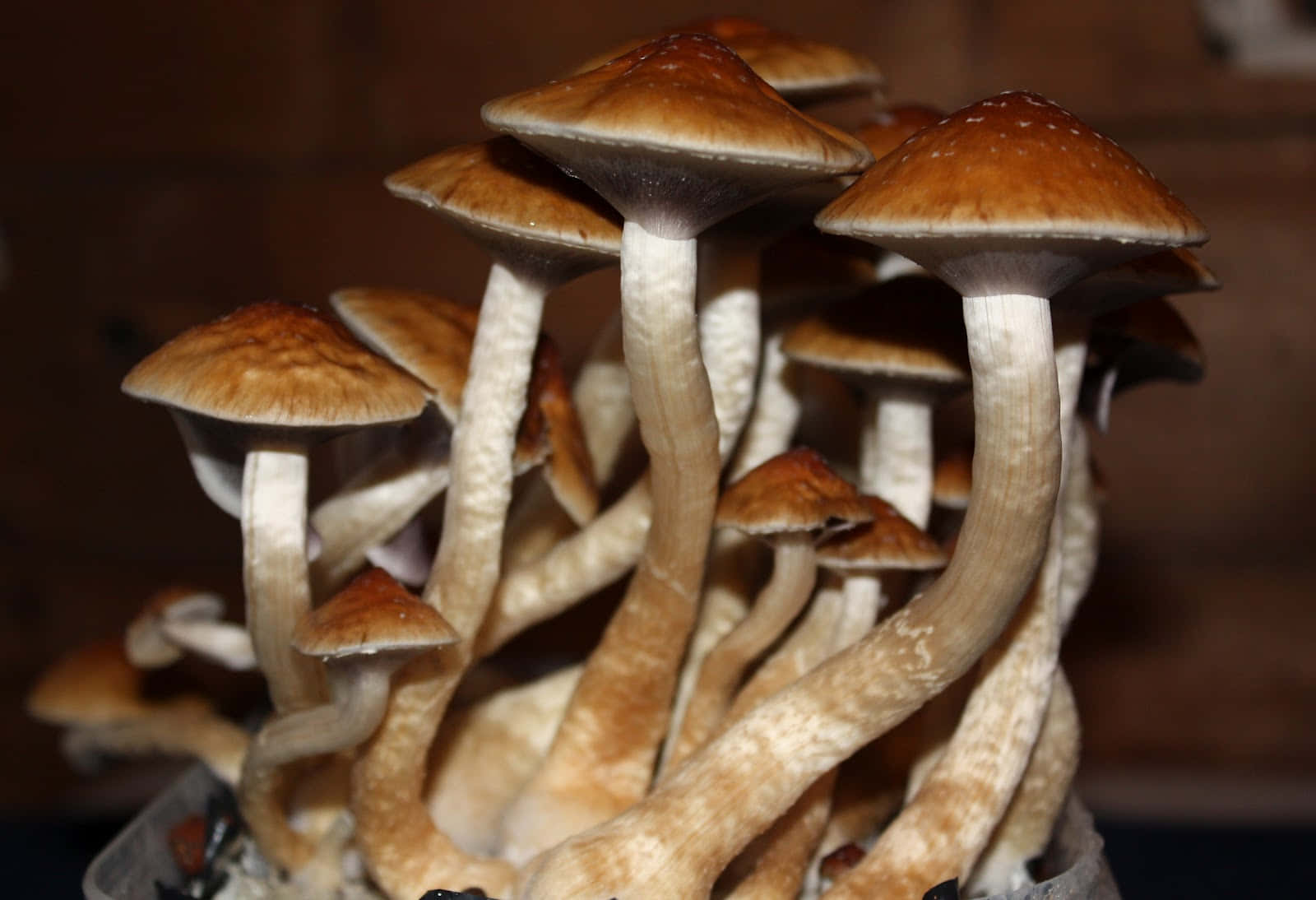 森林中生長的彩色迷幻蘑菇 壁紙 — 一簇棕色菌蓋、淺色菌柄的蘑菇，在深色木質背景前的容器中密集生長。