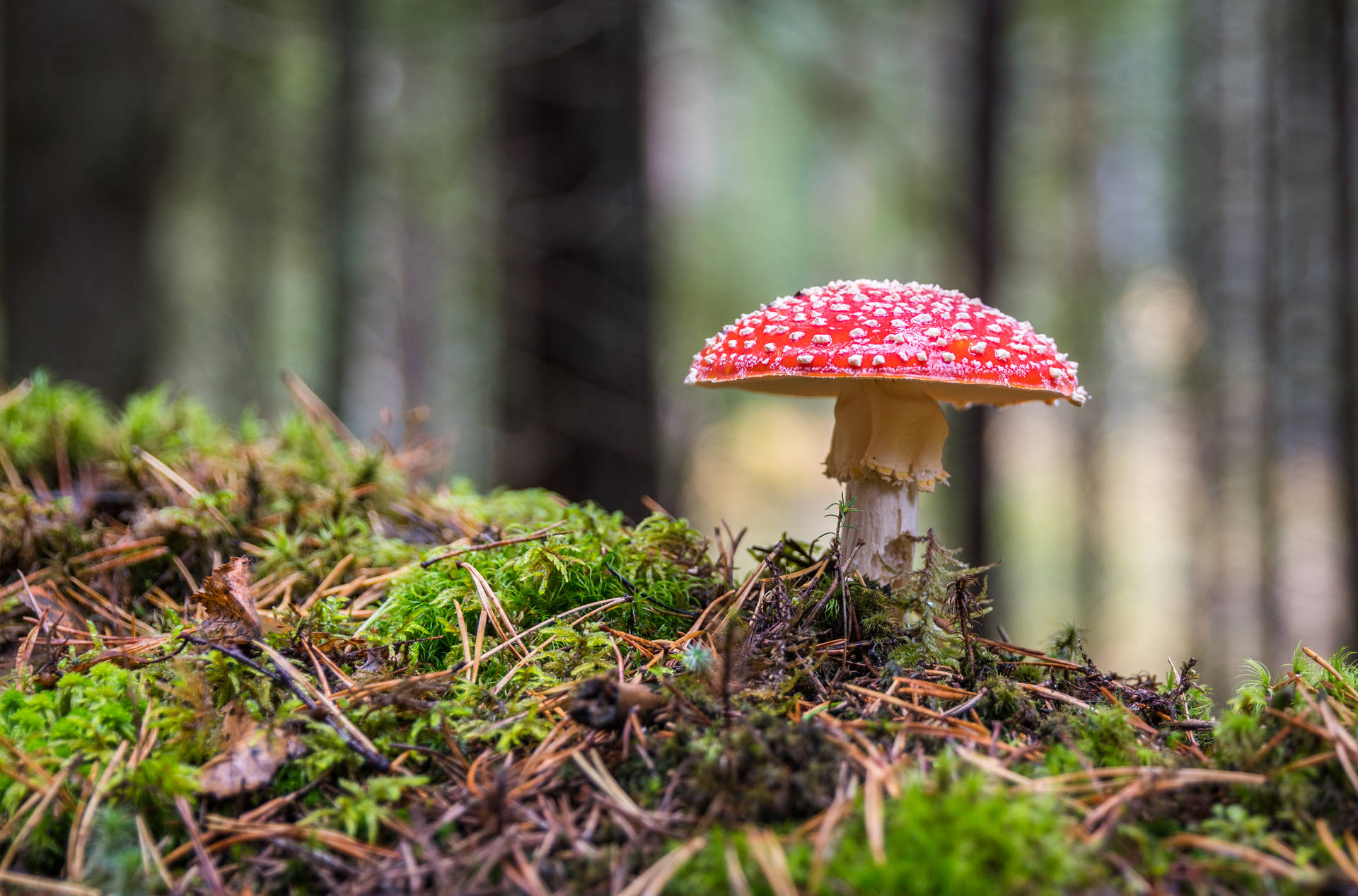 在長滿苔蘚的森林地面上生長的紅色毒蠅傘蘑菇