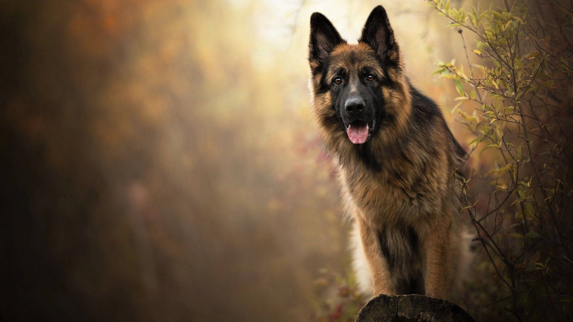 森林中的德國牧羊犬 壁紙 — 一隻德國牧羊犬在秋天的樹林中警覺地站立，陽光透過金色的樹葉在其專注的目光背後過濾。