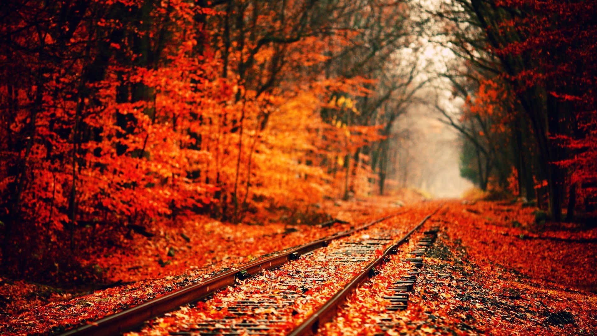 森林中的火車軌道與紅葉 壁紙