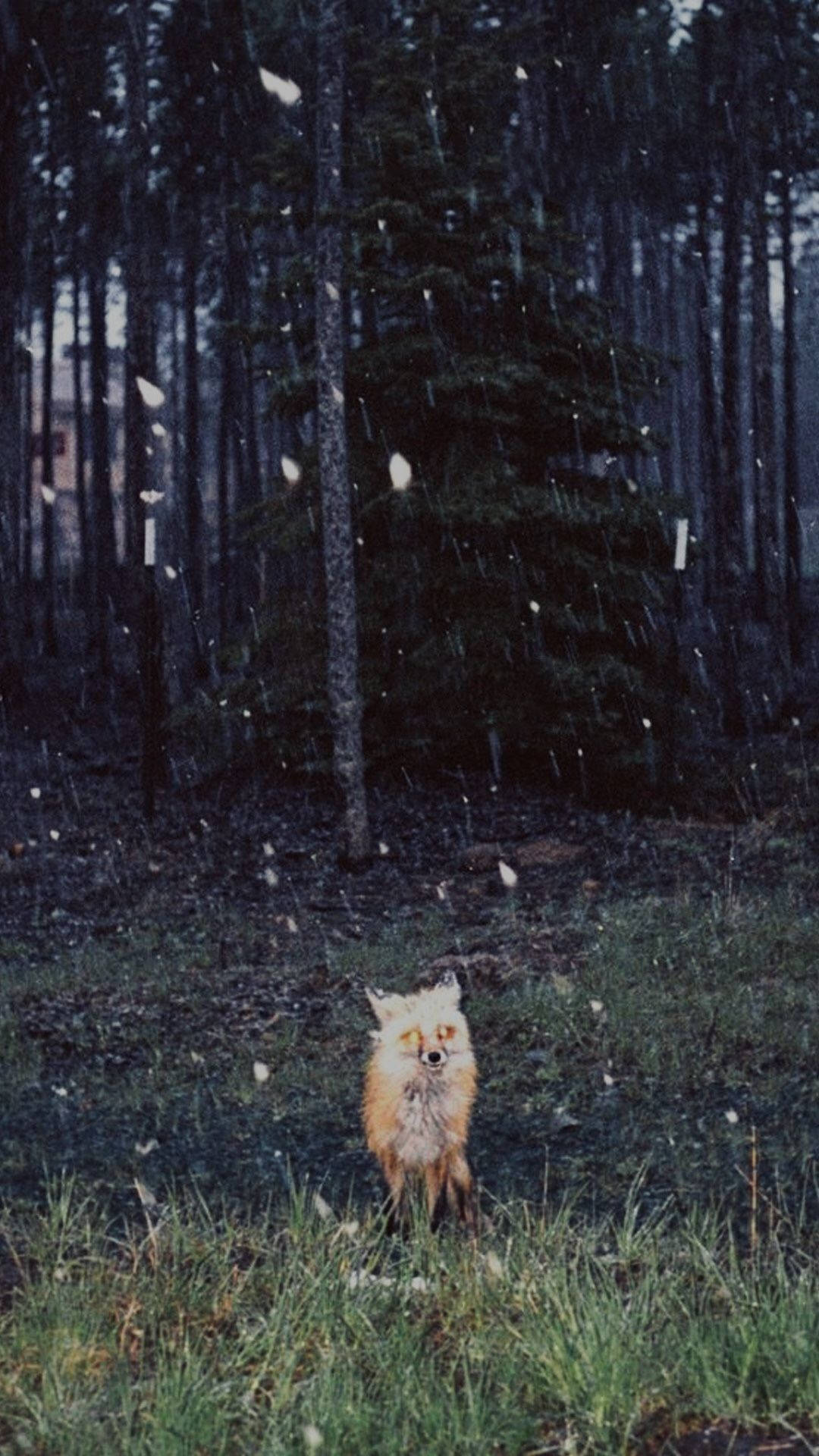 一隻紅狐站在飄雪的雪林中。