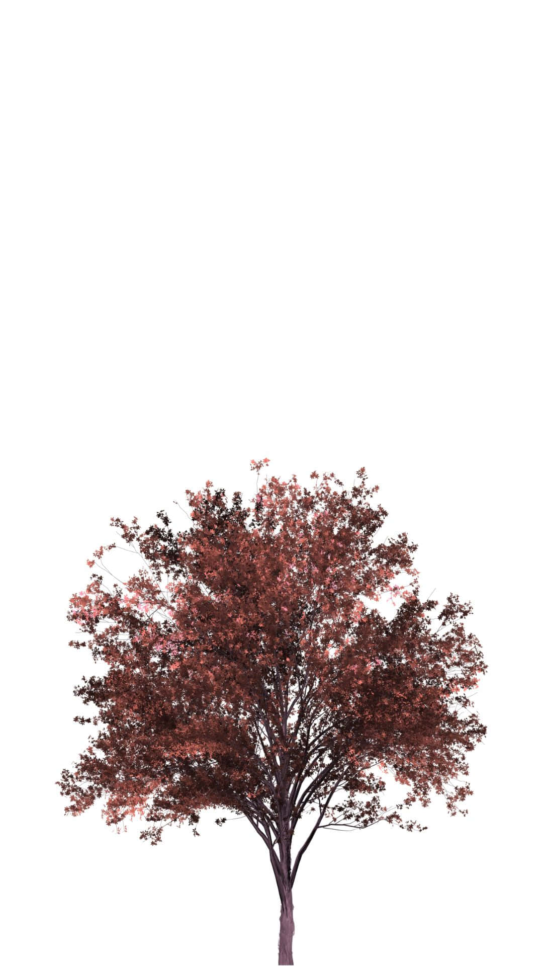 一棵紅葉樹孤立在白色背景上。
