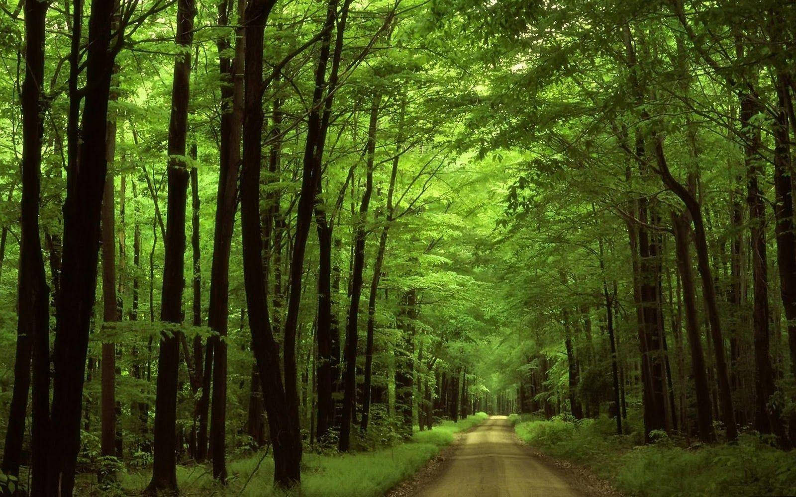 森林中的綠意道路 壁紙 — 一條蜿蜒的泥路穿過茂密的翡翠森林，高大的樹木在頭頂拱起。