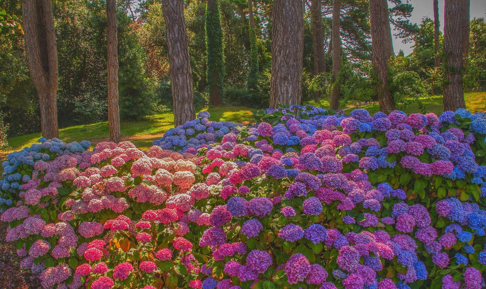 森林空地中色彩繽紛的繡球花，周圍有高大的樹木。