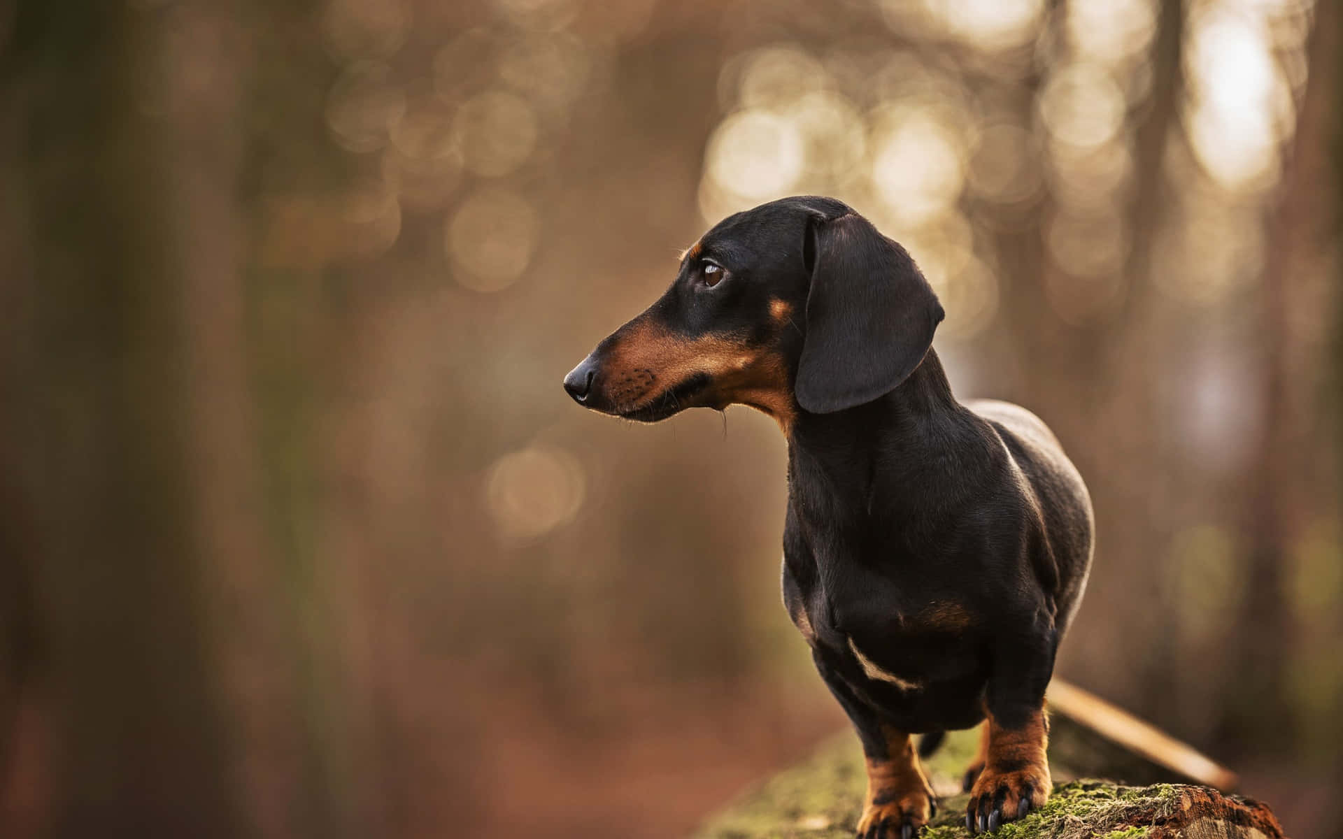 黑色和棕色的臘腸犬在黃金時段的森林中站在長滿苔蘚的木頭上。