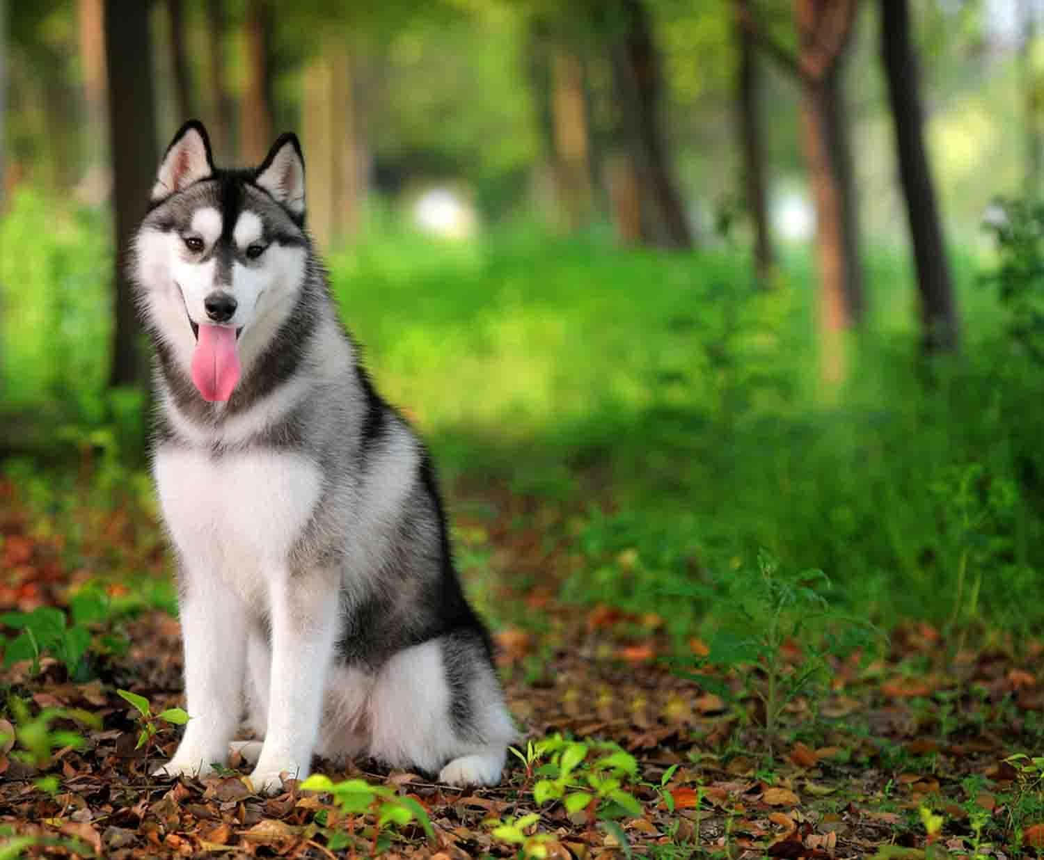 一隻西伯利亞雪橇犬坐在有綠色樹葉和落葉的森林中。