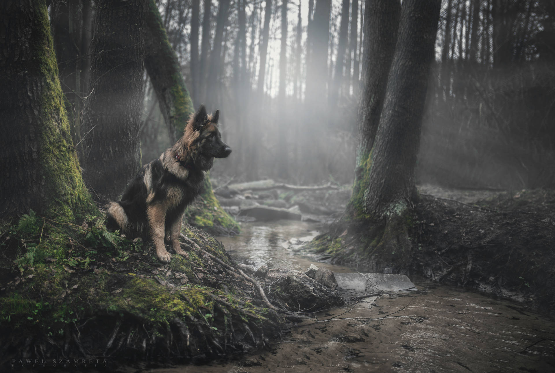 德國牧羊犬坐在霧氣繚繞的森林中，陽光穿過樹木。