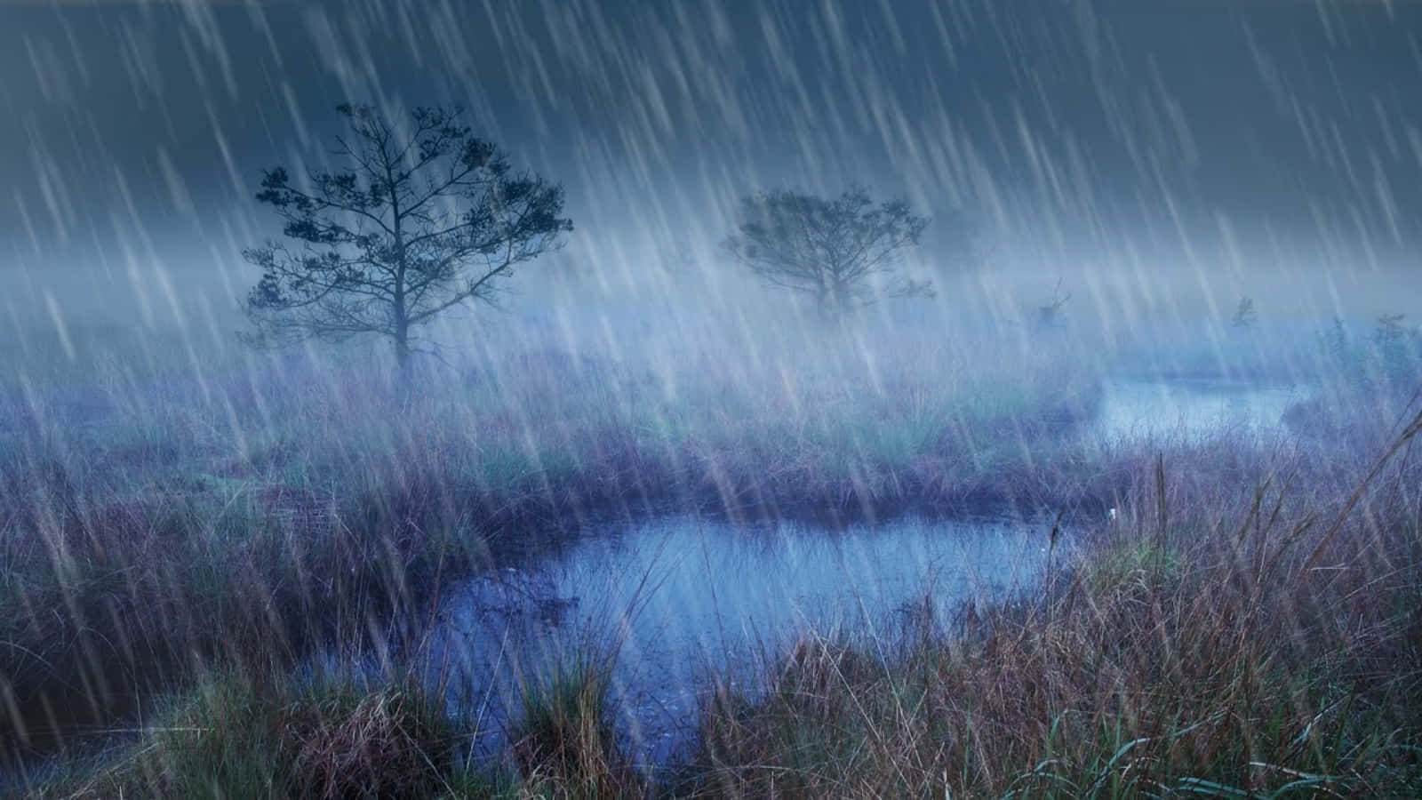 森林中的雨天 壁紙