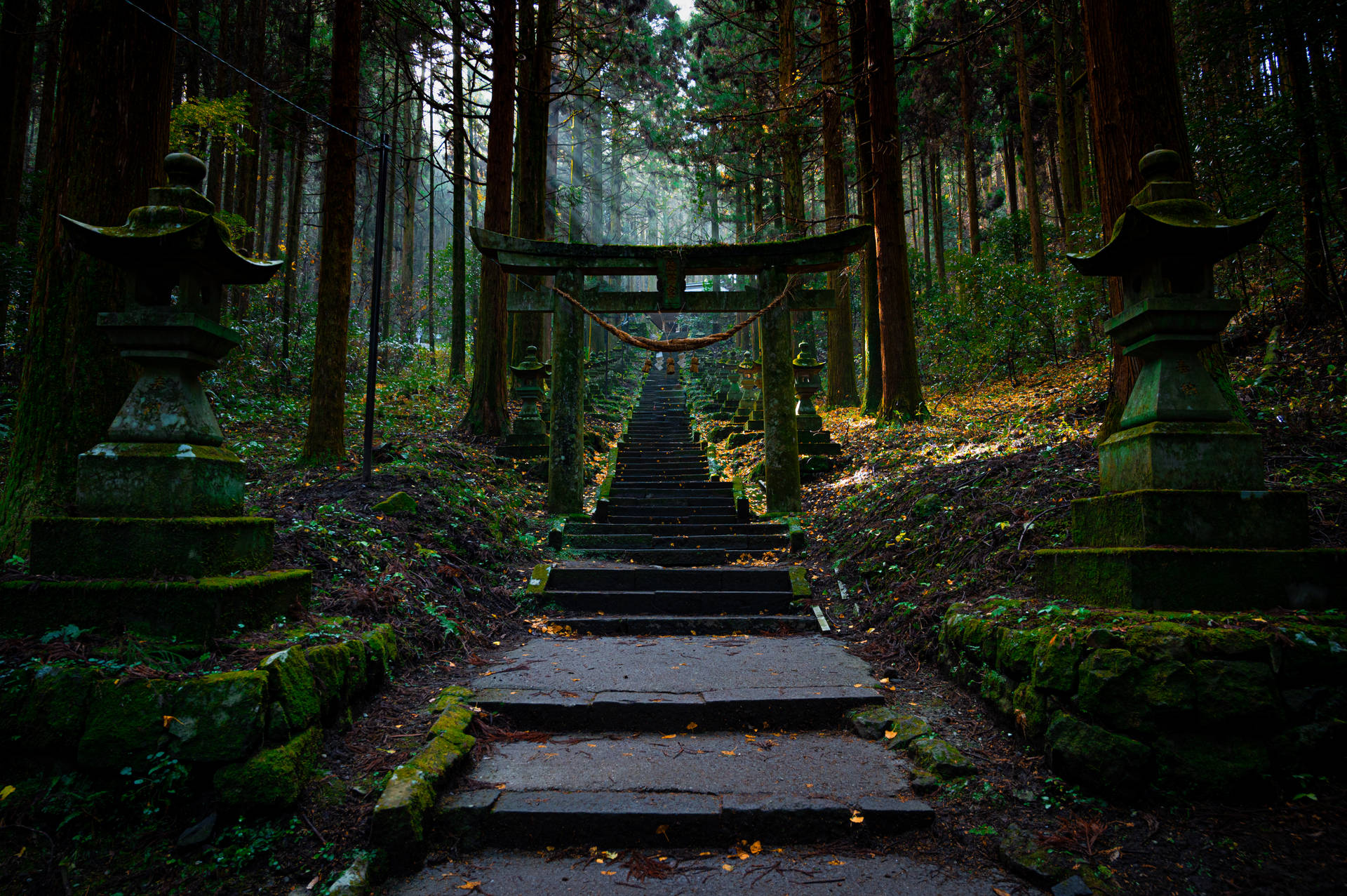 石階穿過迷霧森林，通往傳統日本神社的大門。