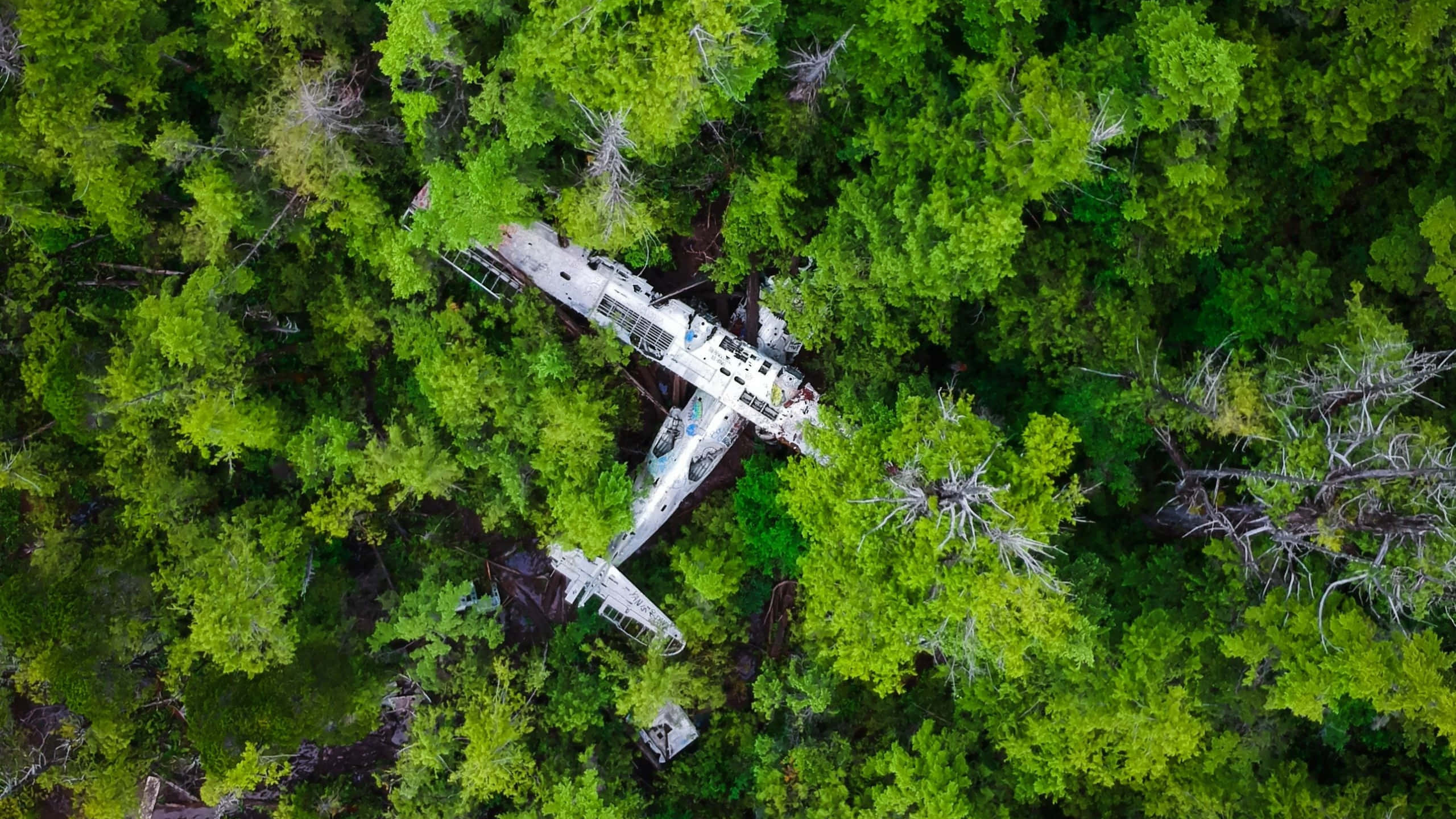 森林中的飛機殘骸 1440p 小型飛機背景 壁紙 — 一架白色飛機失事並被茂密綠色森林樹冠包圍的鳥瞰圖。