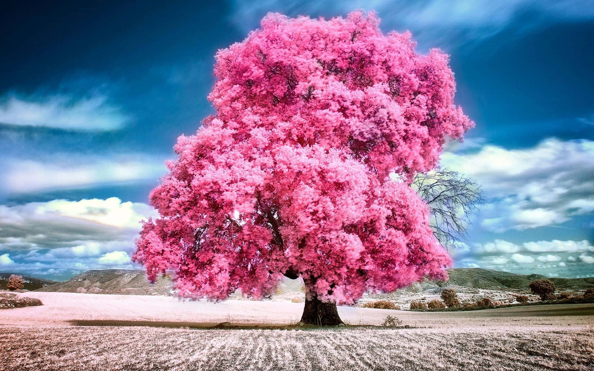 森林中色彩繽紛的秋日 壁紙 — 一棵孤獨的樹，開滿鮮豔的粉紅色花朵，矗立在雪地上，背景是帶有白雲的戲劇性藍天。
