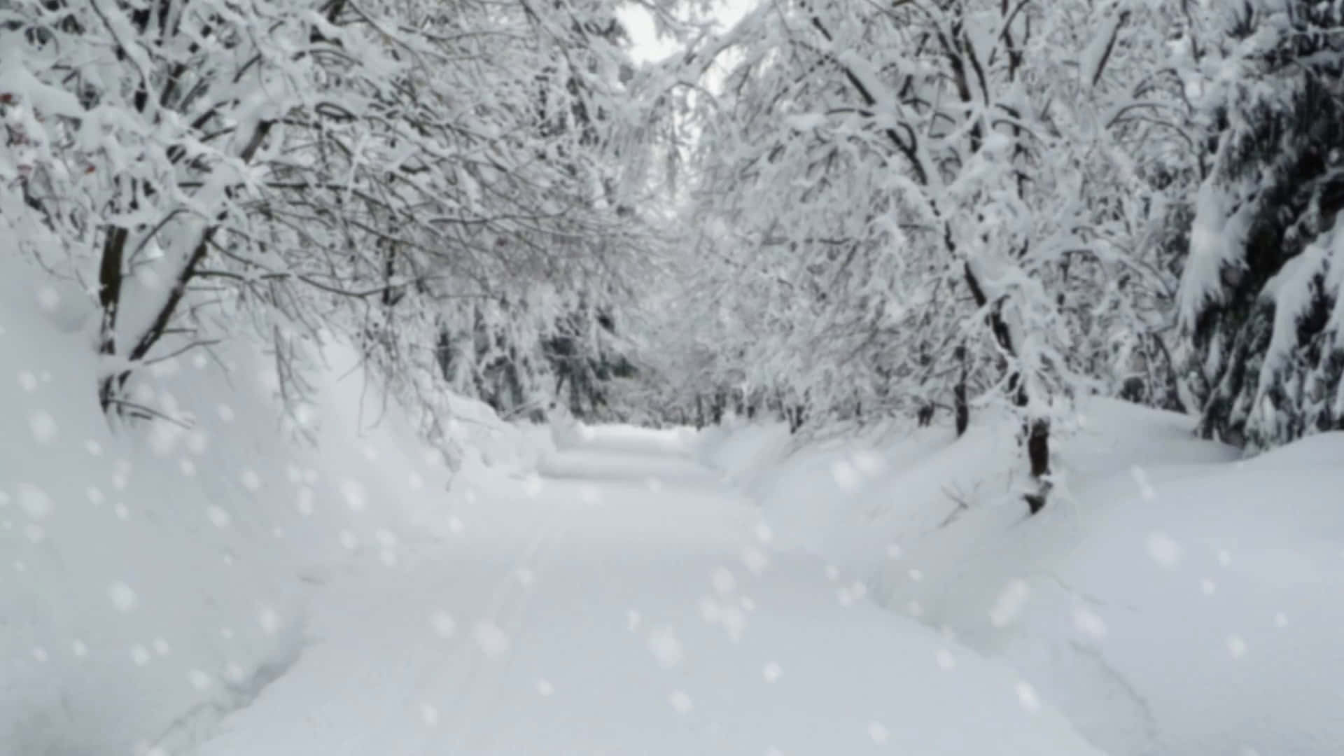 飄雪森林小徑，積雪樹木