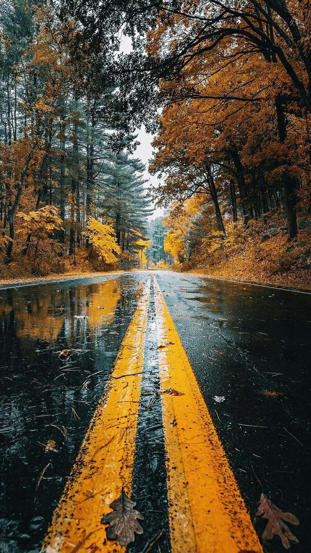 潮濕的秋日道路，兩旁金色的樹木映照在雨水濕滑的瀝青路上。
