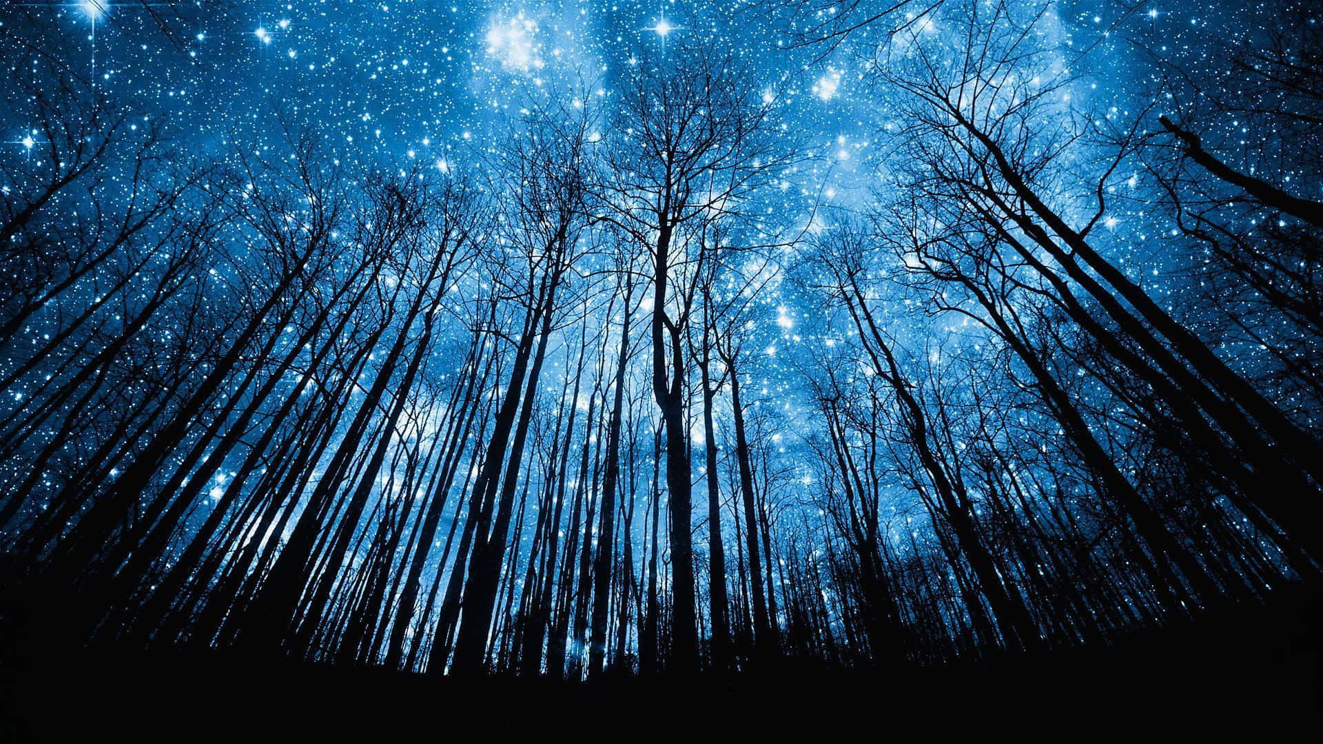森林地平線上的繁星夜空 壁紙 — 剪影樹木向上伸展，朝向充滿閃爍天體光芒的鮮豔藍色星空夜空。