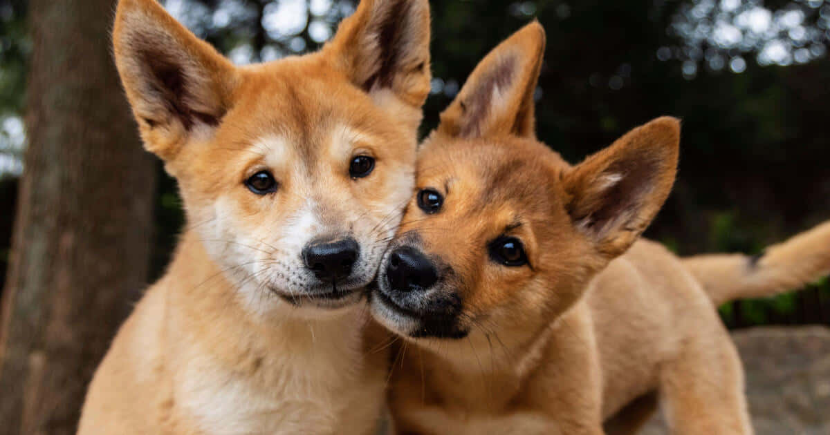 森林幼犬野狗圖 壁紙 — 兩隻可愛嘅淺褐色小狗豎起耳朵，喺模糊嘅森林背景下互相挨擦。