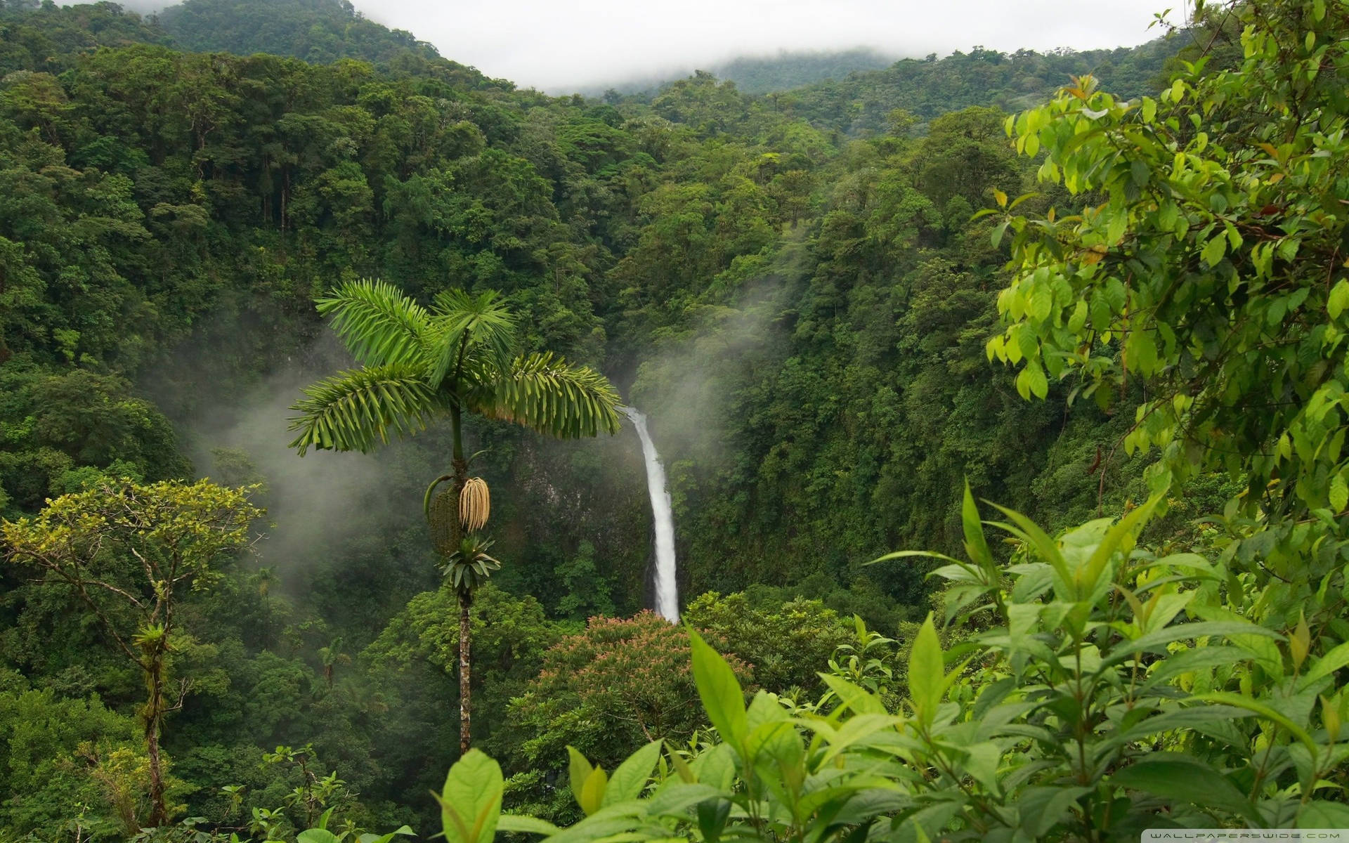 一道霧氣瀰漫的瀑布落入鬱鬱蔥蔥的綠色雨林山谷，周圍環繞著茂密的樹葉。
