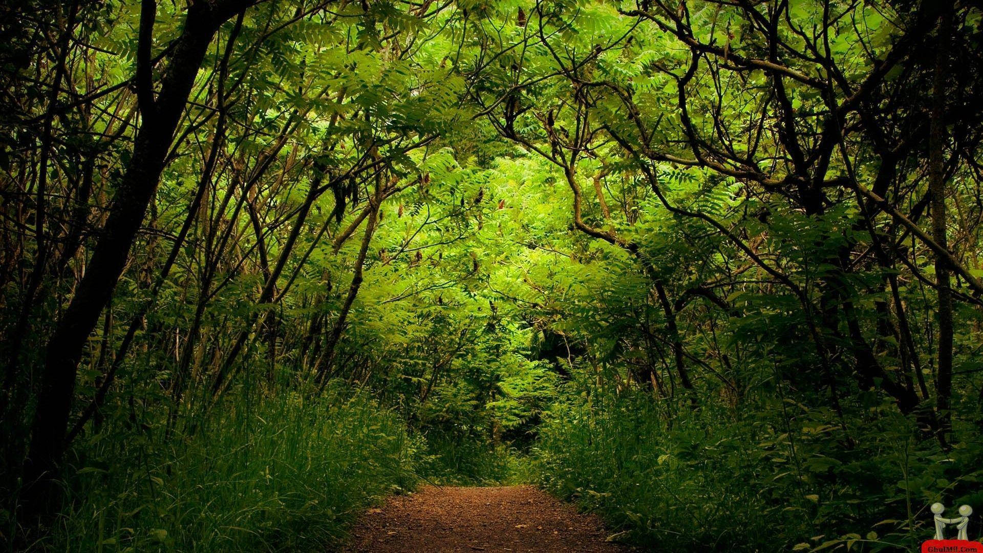 森林樹冠綠意 壁紙 — 一條狹窄的泥濘小徑蜿蜒穿過茂密的樹冠，由鮮綠色的樹葉和纏結的樹枝組成。