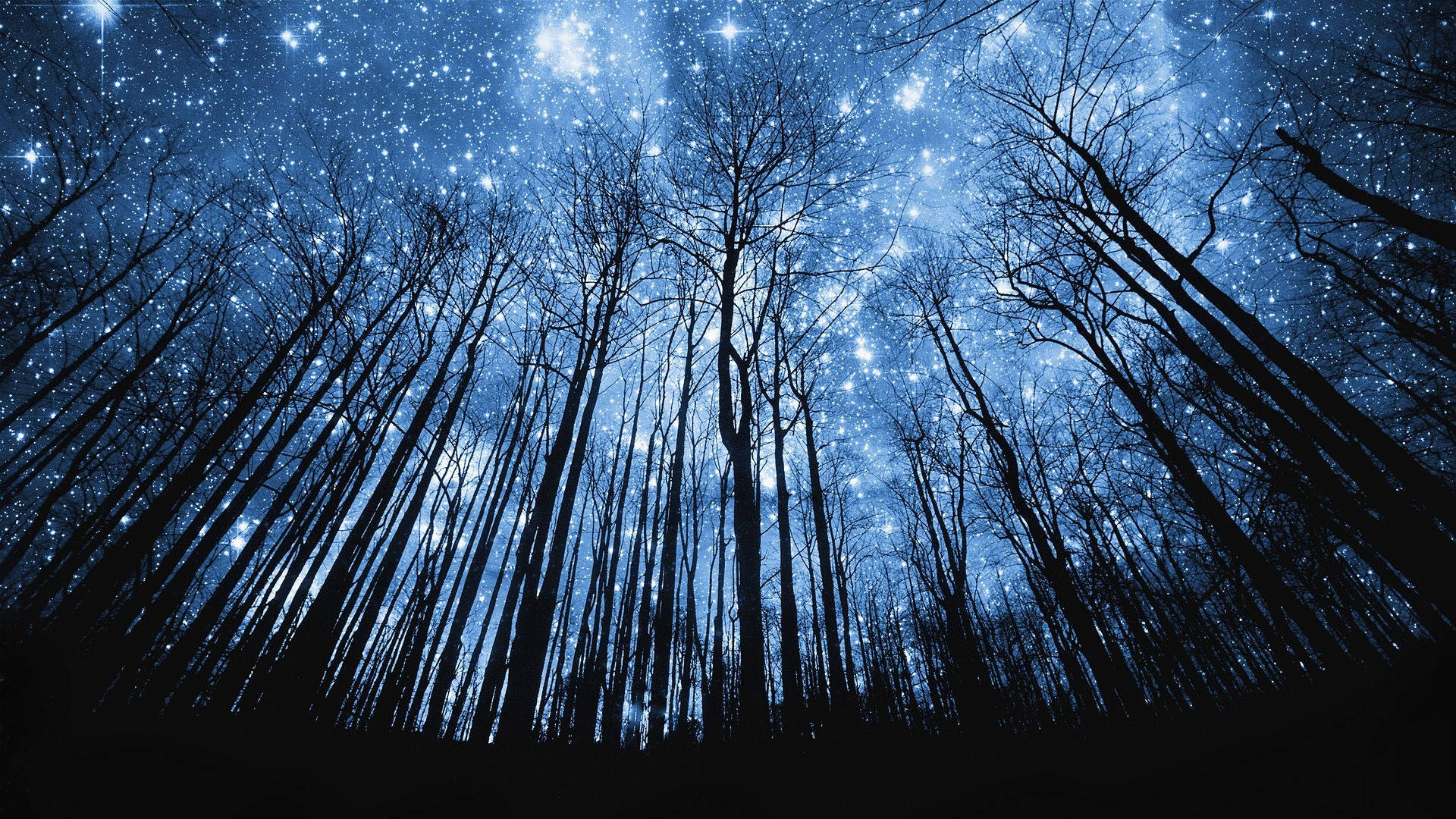 森林樹木間的美麗夜空 壁紙 — 剪影樹木向上伸展，朝向充滿活力的星空夜空，散發著宇宙藍光。