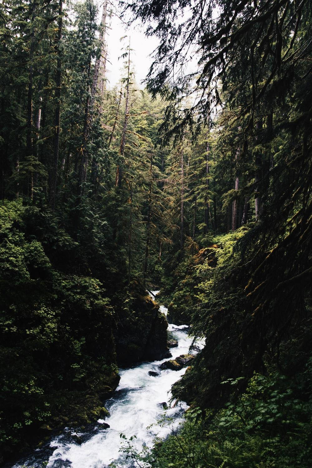 森林水景風情 壁紙 — 一條湍急的河流穿過茂密、長滿苔蘚的森林，有高聳的常青樹和斑駁的陽光透過樹冠照射下來。