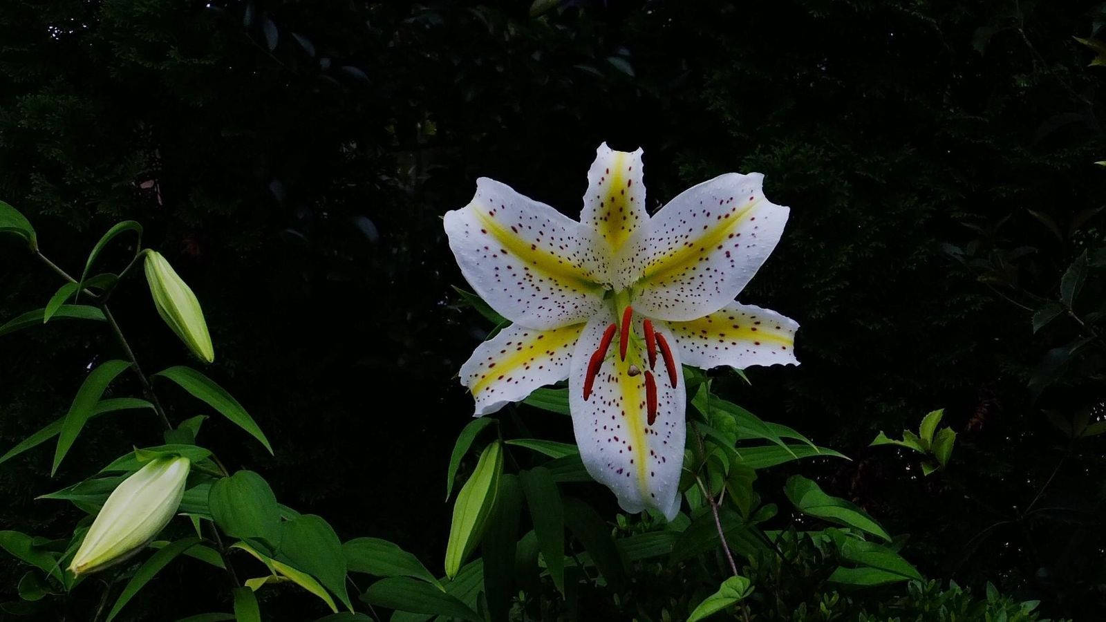 一朵帶有黃色條紋和紅色雄蕊的白色百合花，在深綠色的花園中綻放。
