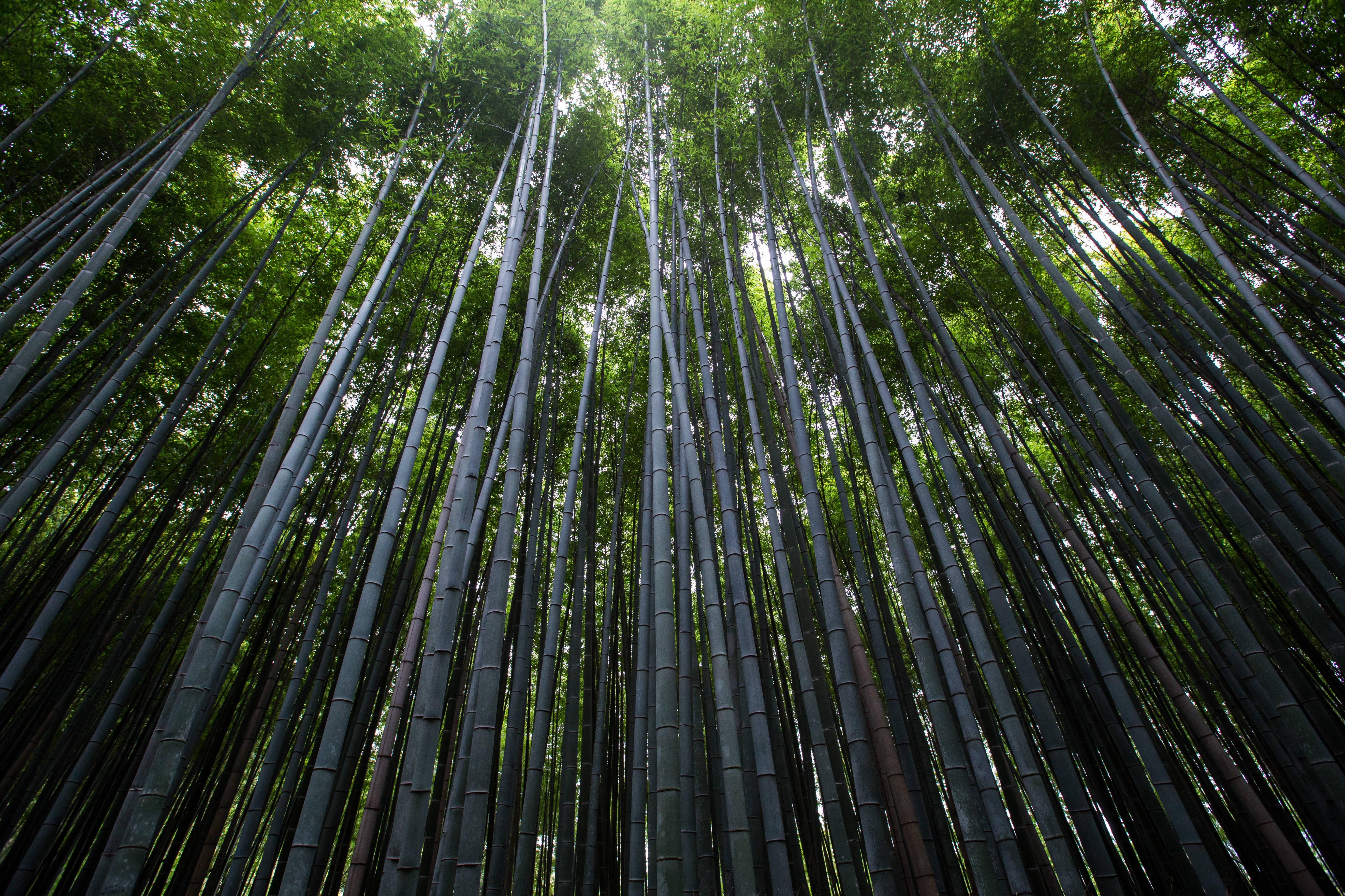 森林竹林高清 壁紙 — 高聳的竹莖在茂密的森林樹冠中向上伸展，過濾著斑駁的陽光。