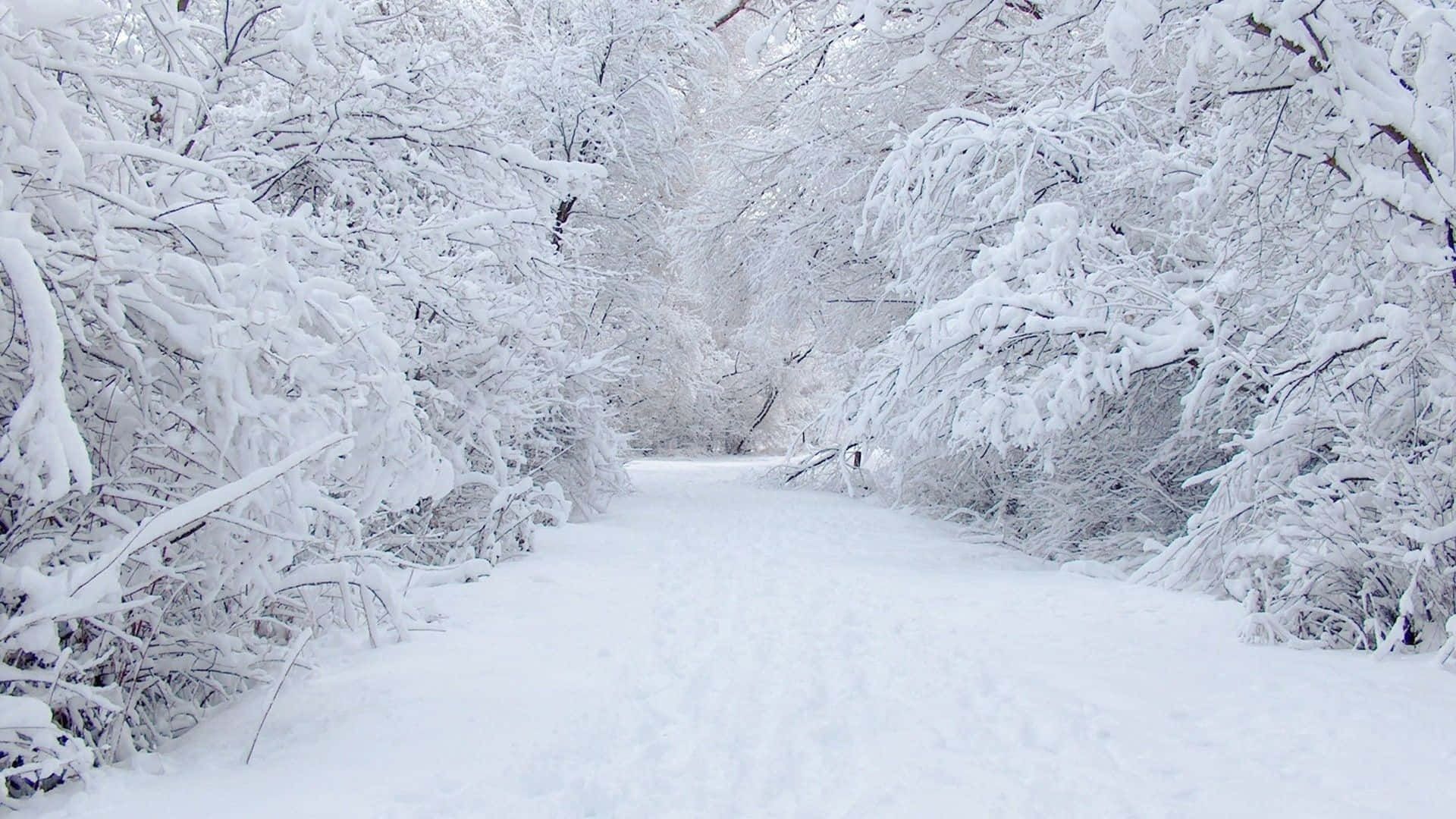 雪覆蓋的森林小徑蜿蜒穿過雪覆蓋的樹木