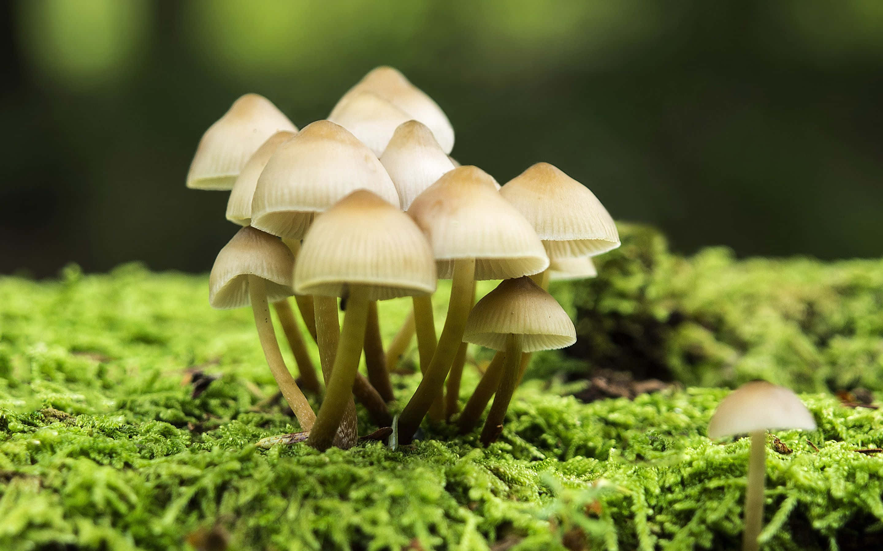 森林苔蘚上生長的蘑菇 壁紙